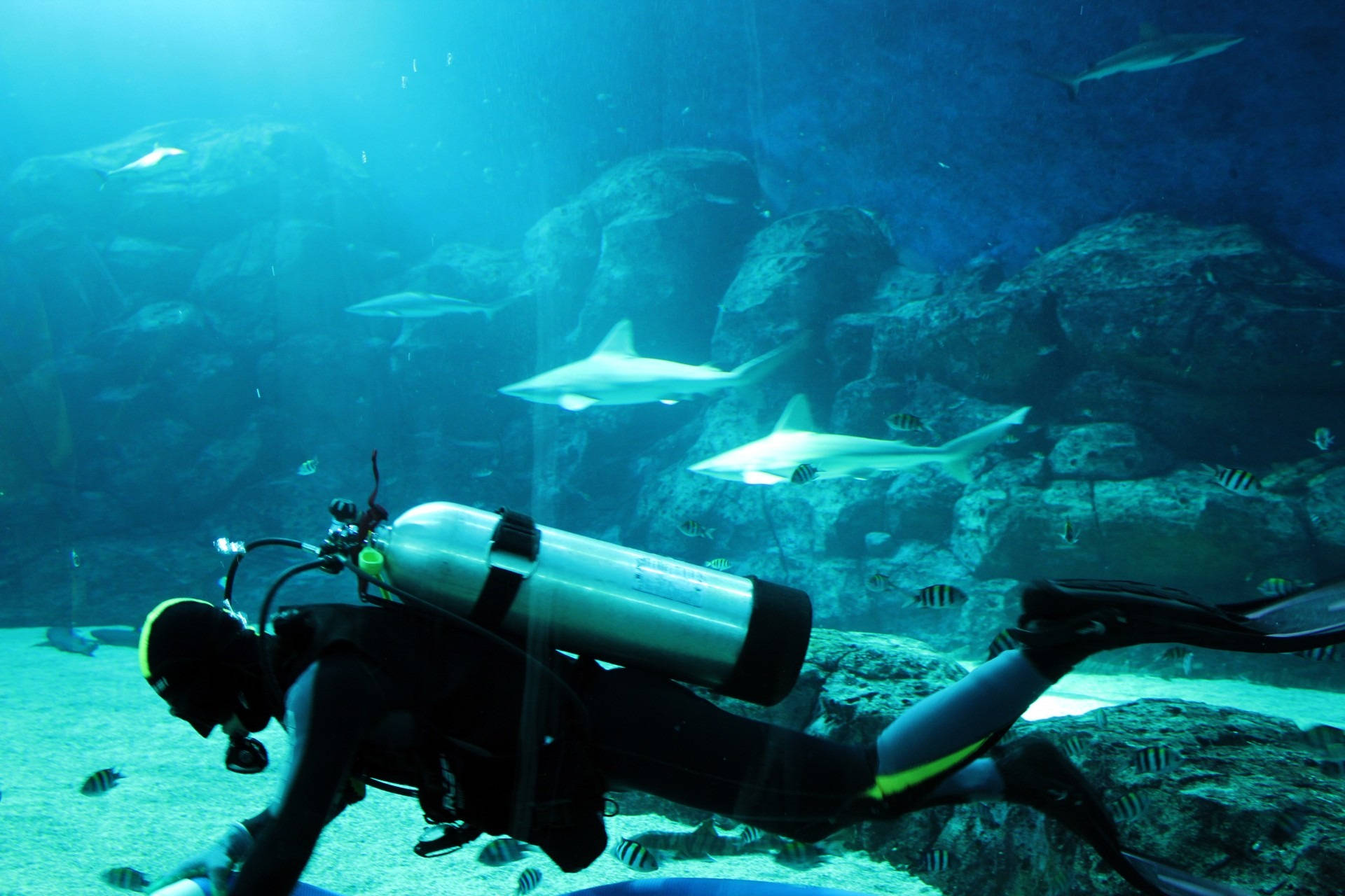 diving 桌布 壁紙 — 一名水肺潛水員在陽光照射的水族館隧道中滑行，周圍是鯊魚和熱帶魚，穿梭於岩石 formations 之間。