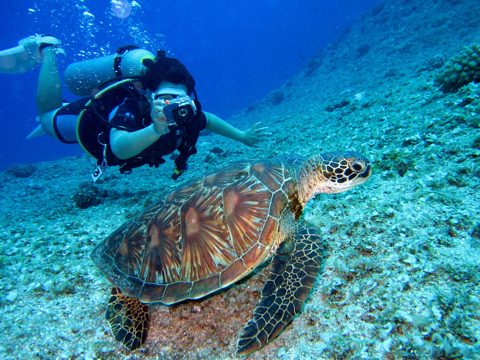 Turtle 桌布 壁紙 — 一名水肺潛水員拍攝到一隻大海龜在陽光照射的珊瑚礁海底滑行的特寫照片。
