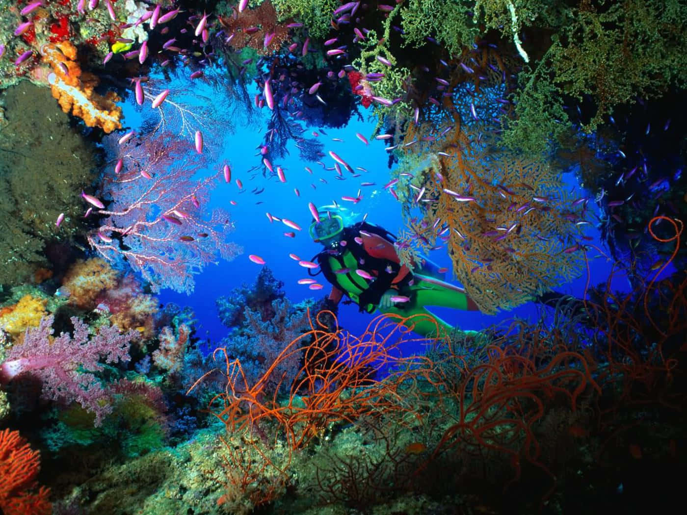Aquatic 桌布 壁紙 — 一名水肺潛水員正在探索一個充滿色彩繽紛魚類和發光海洋生物的 vibrant 珊瑚礁。