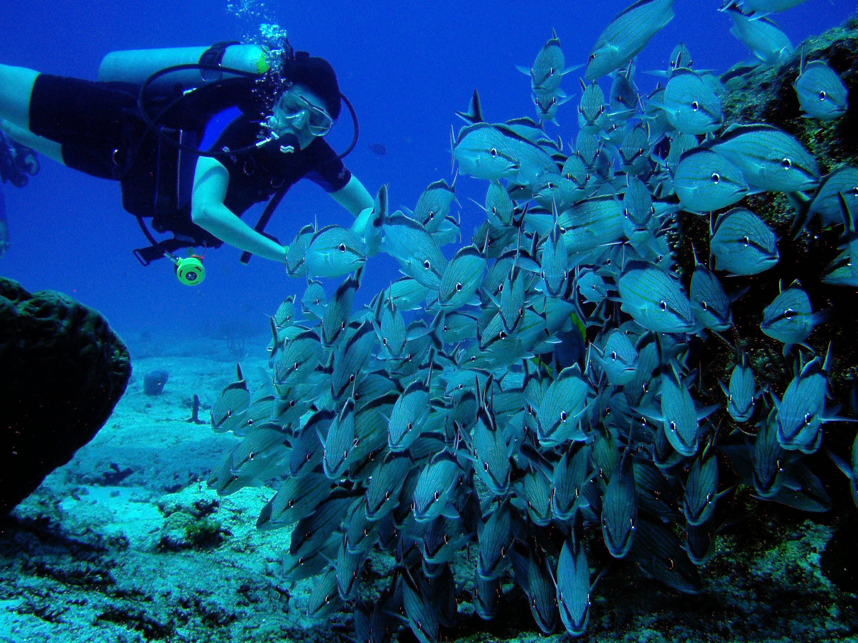 diving 桌布 壁紙 — 一名水肺潛水員輕輕地伸手觸碰在深藍色海水中的珊瑚礁附近游動的閃爍銀色魚群。