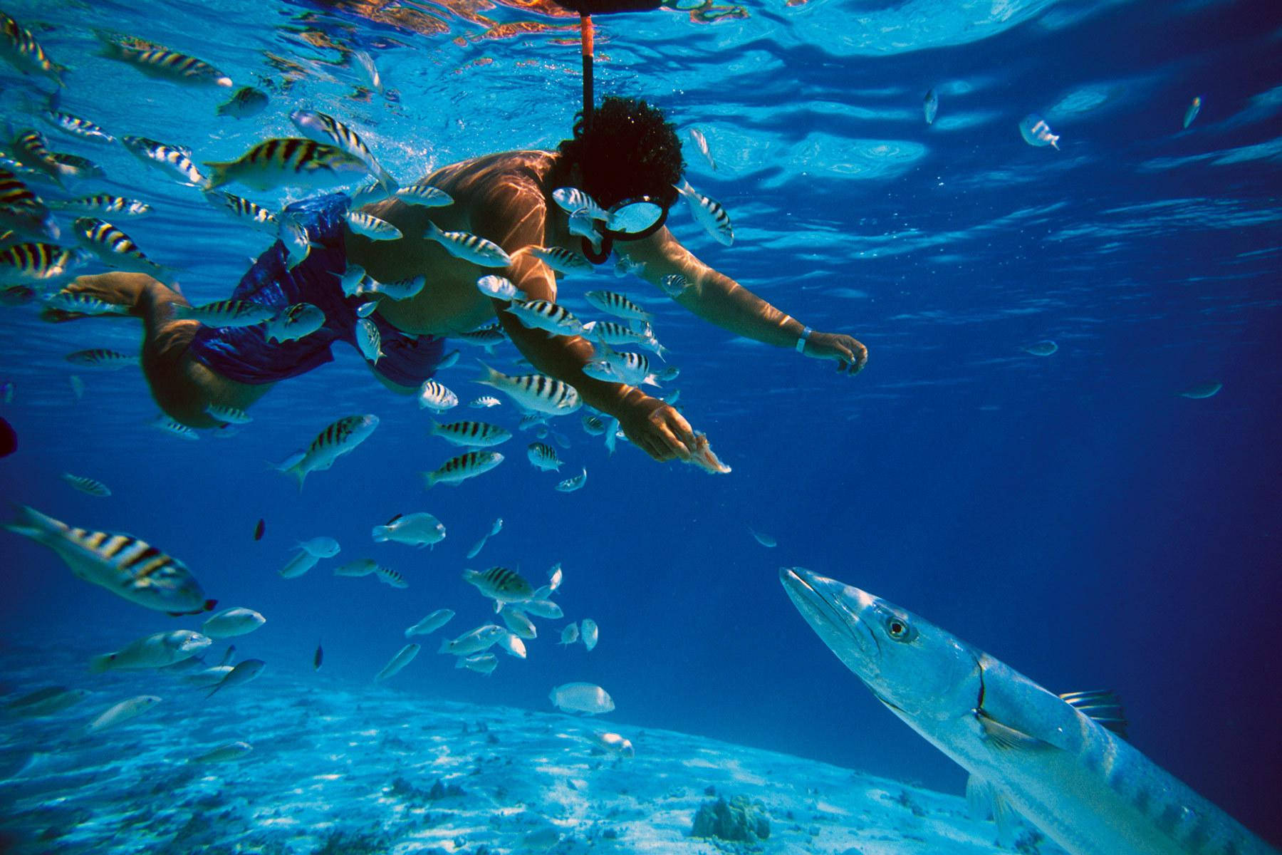 Snorkeling 桌布 壁紙 — 一名浮潛者在清澈的藍色海水中游泳，周圍是成群結隊的條紋魚，下方還有一條大型掠食性魚類。