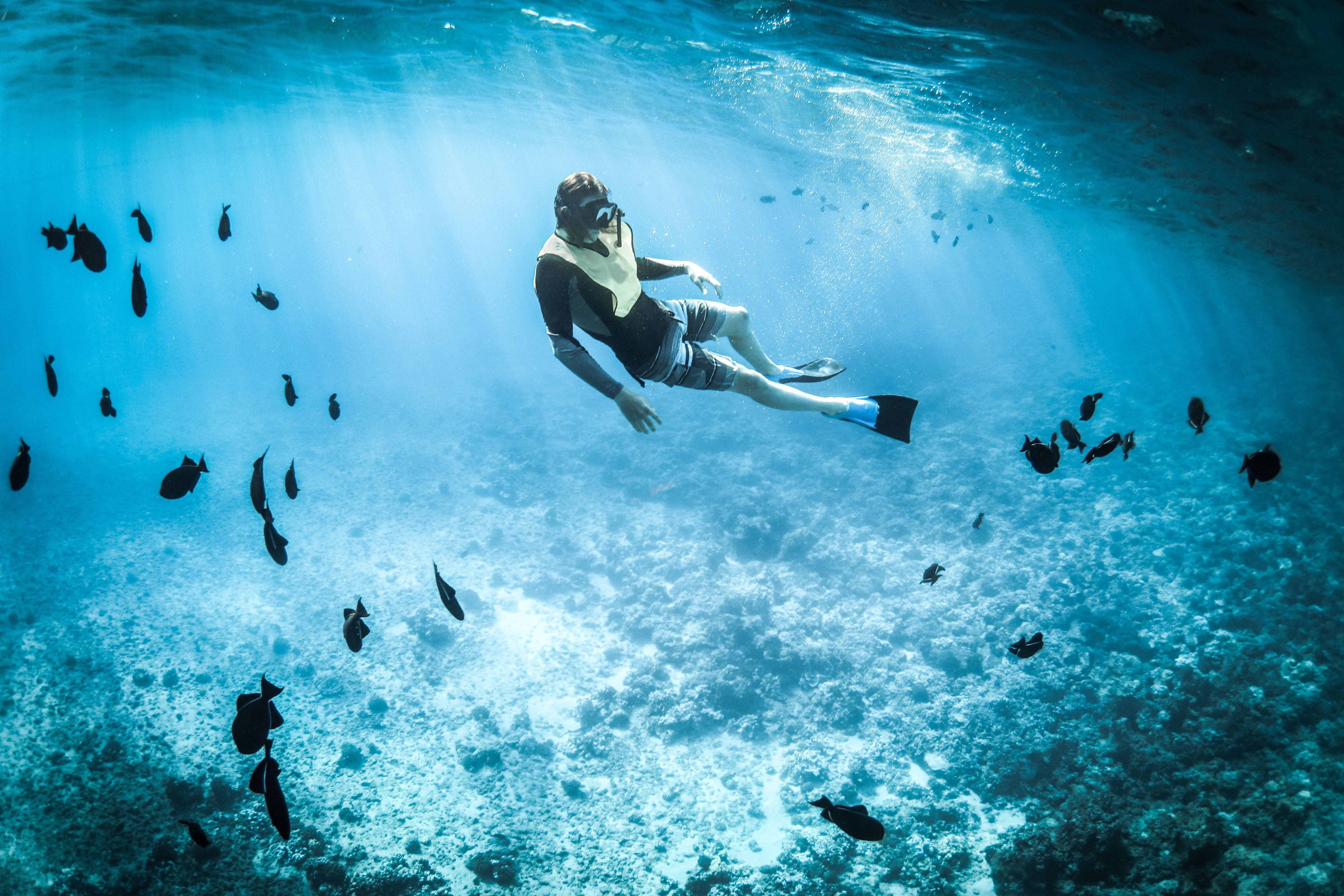 Snorkeling 桌布 壁紙 — 一名浮潛者在清澈碧綠的海水上，於佈滿深色魚群的珊瑚礁上方平靜地滑行。