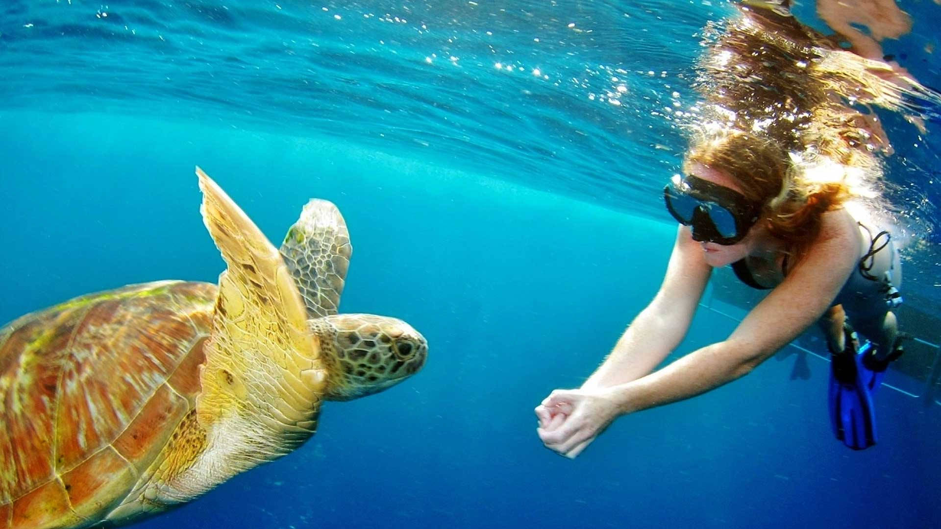 Snorkeling 桌布 壁紙 — 一名浮潛者輕輕伸手觸碰在清澈碧綠海水中游動的大海龜。