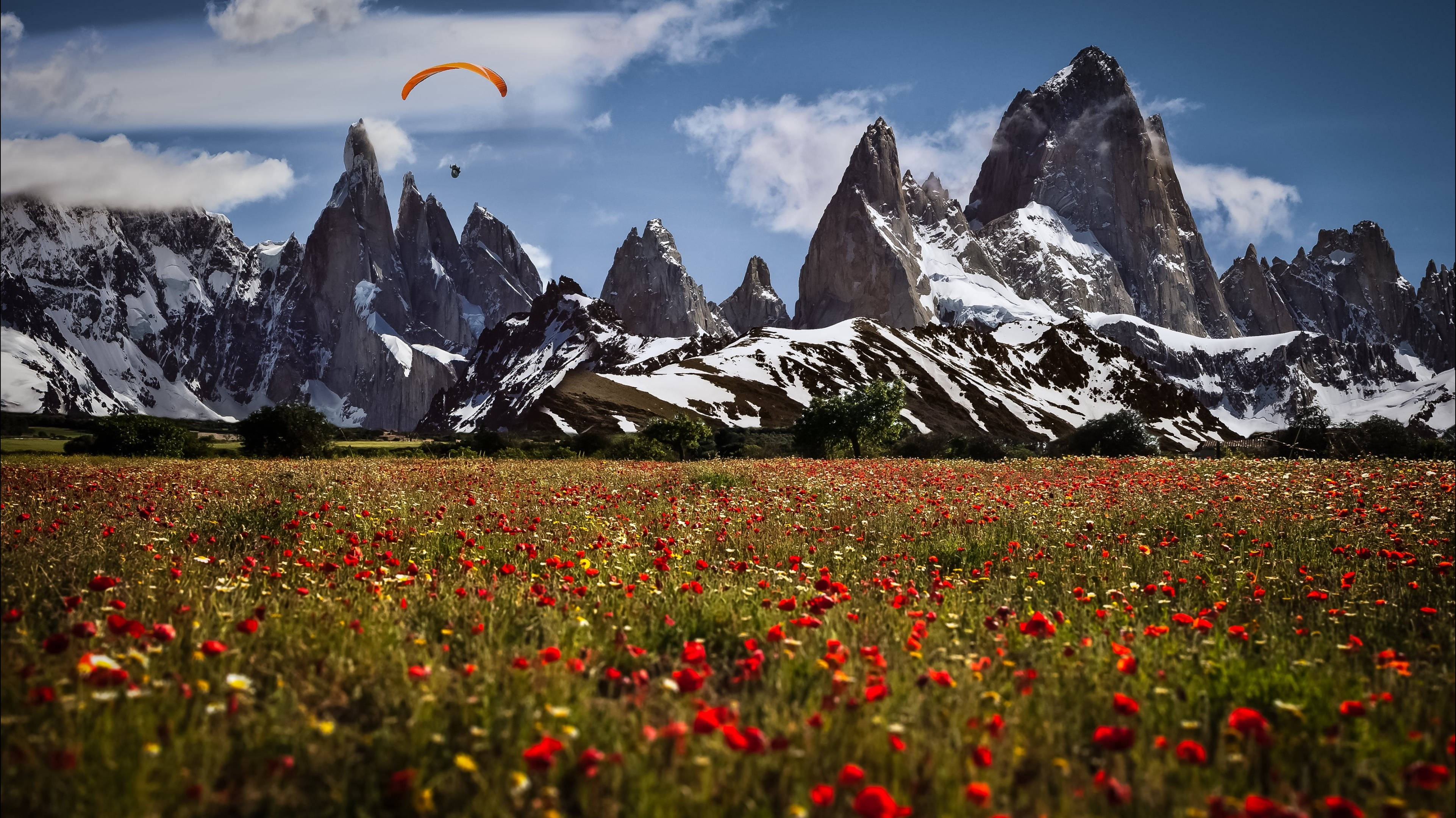 Poppy 桌布 壁紙 — 一名滑翔傘飛行員在鮮豔的紅色罌粟花田上空翱翔，背景是白雪覆蓋的鋸齒狀山脈，在明亮的藍天下。