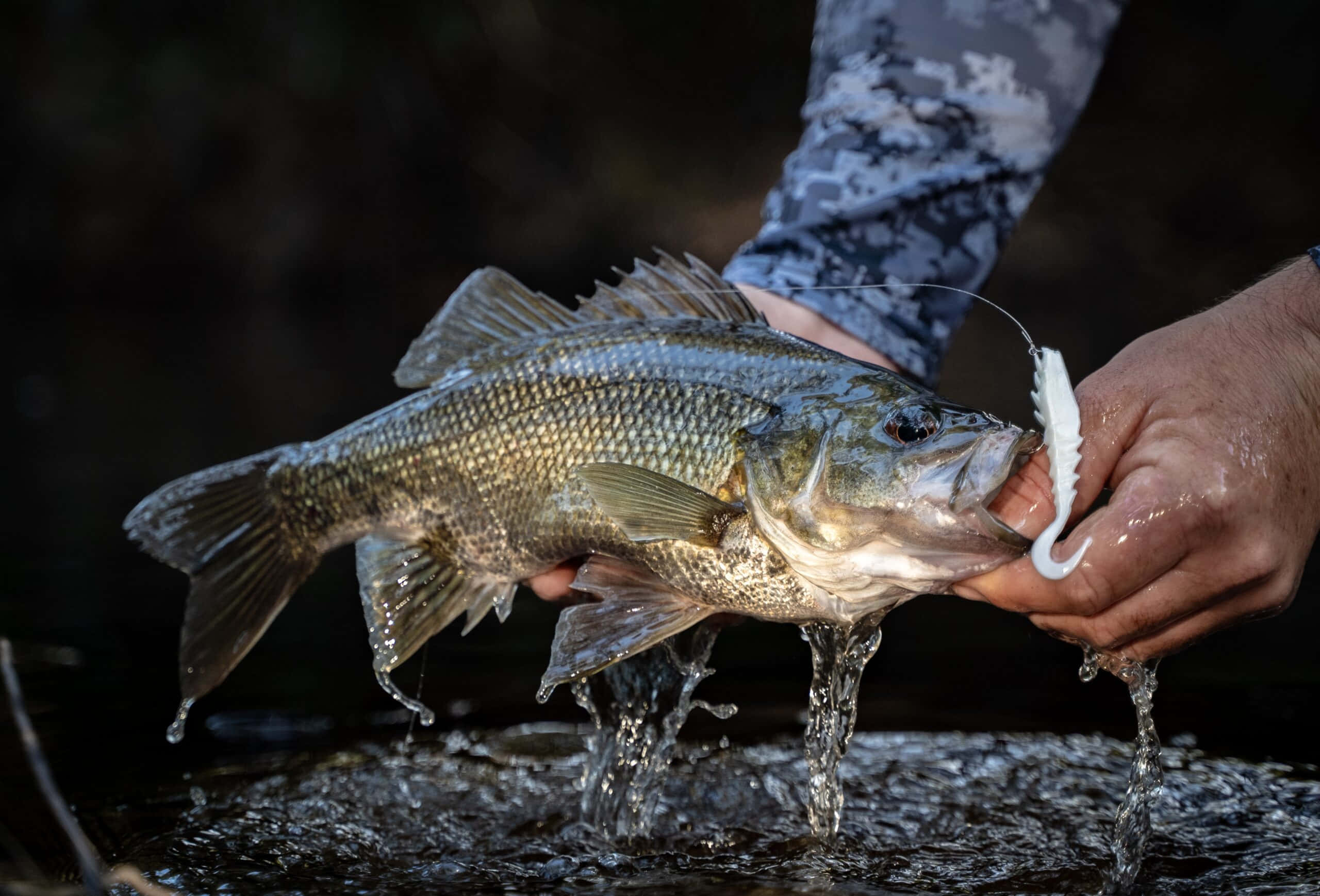 Fishing Bait 桌布 壁紙 — 一名漁夫用嘴叼著一條濕漉漉的大鱸魚，魚嘴上方仍掛著白色假餌，水花四濺。