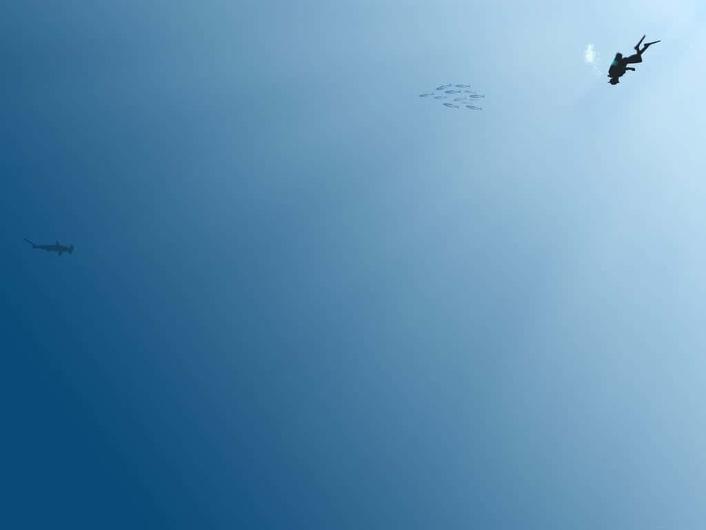 Minimalist Blue 桌布 壁紙 — 一名潛水員和一條雙髻鯊在清澈的藍色海水中滑行，陽光從上方穿透而下。