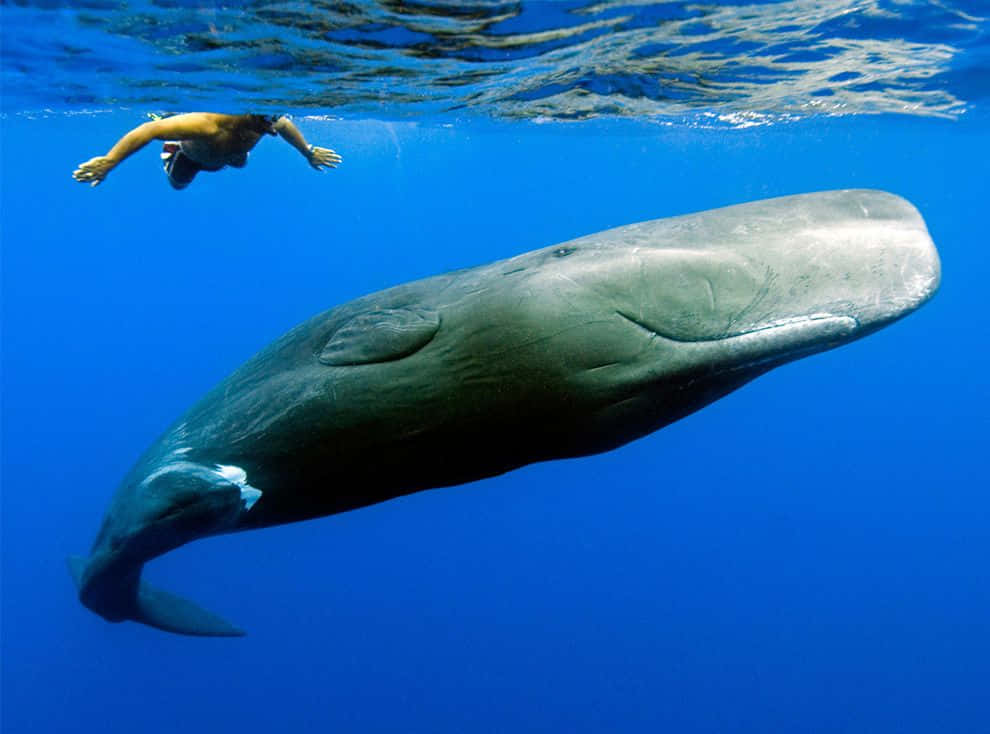 Sperm Whale 桌布 壁紙 — 一名潛水員在水晶般清澈的藍色海洋中，優雅地游在一條巨大鯨魚旁邊。