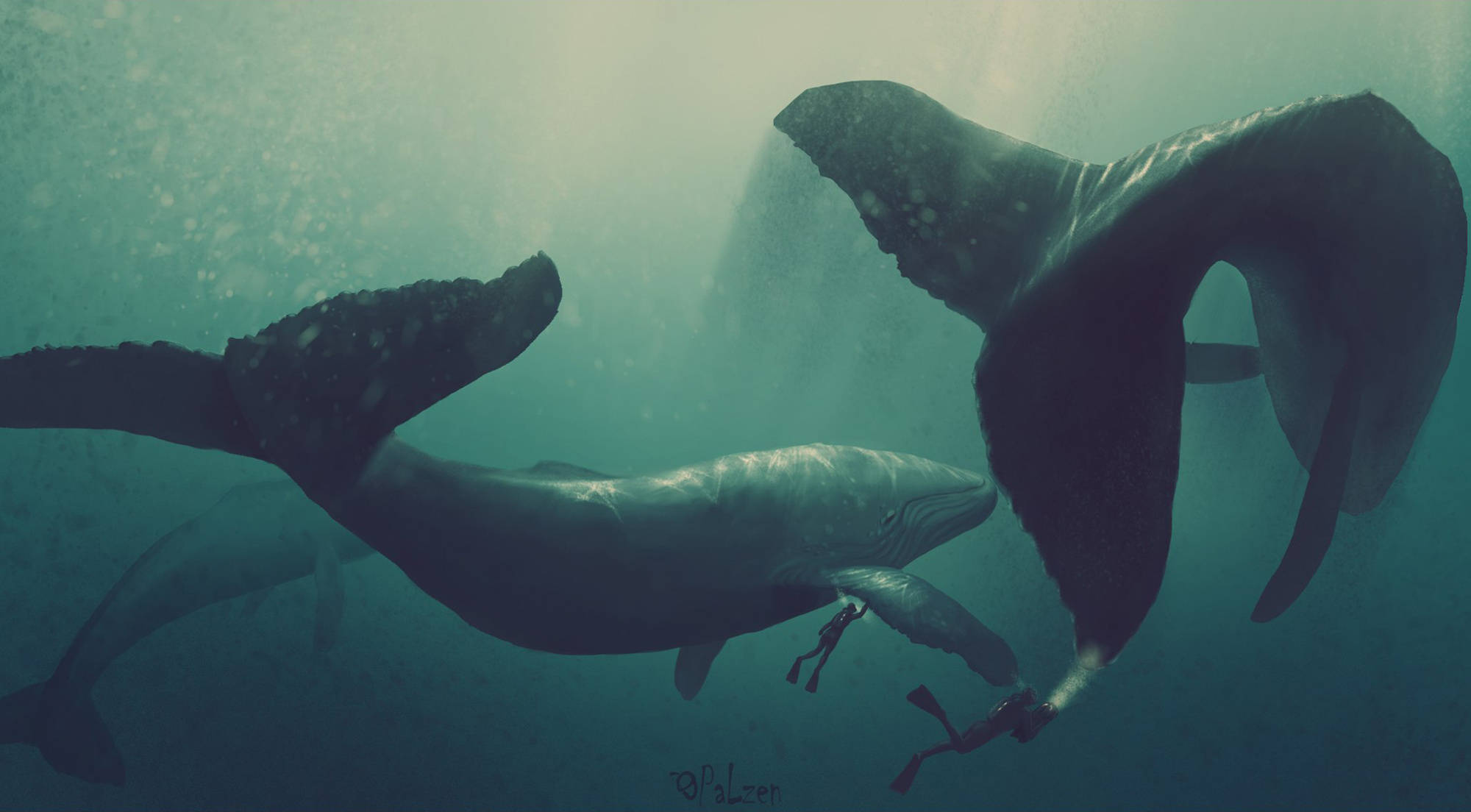 Whale 桌布 壁紙 — 一名潛水員在深藍綠色海洋中優雅地游在一頭巨大的座頭鯨及其幼鯨旁邊。
