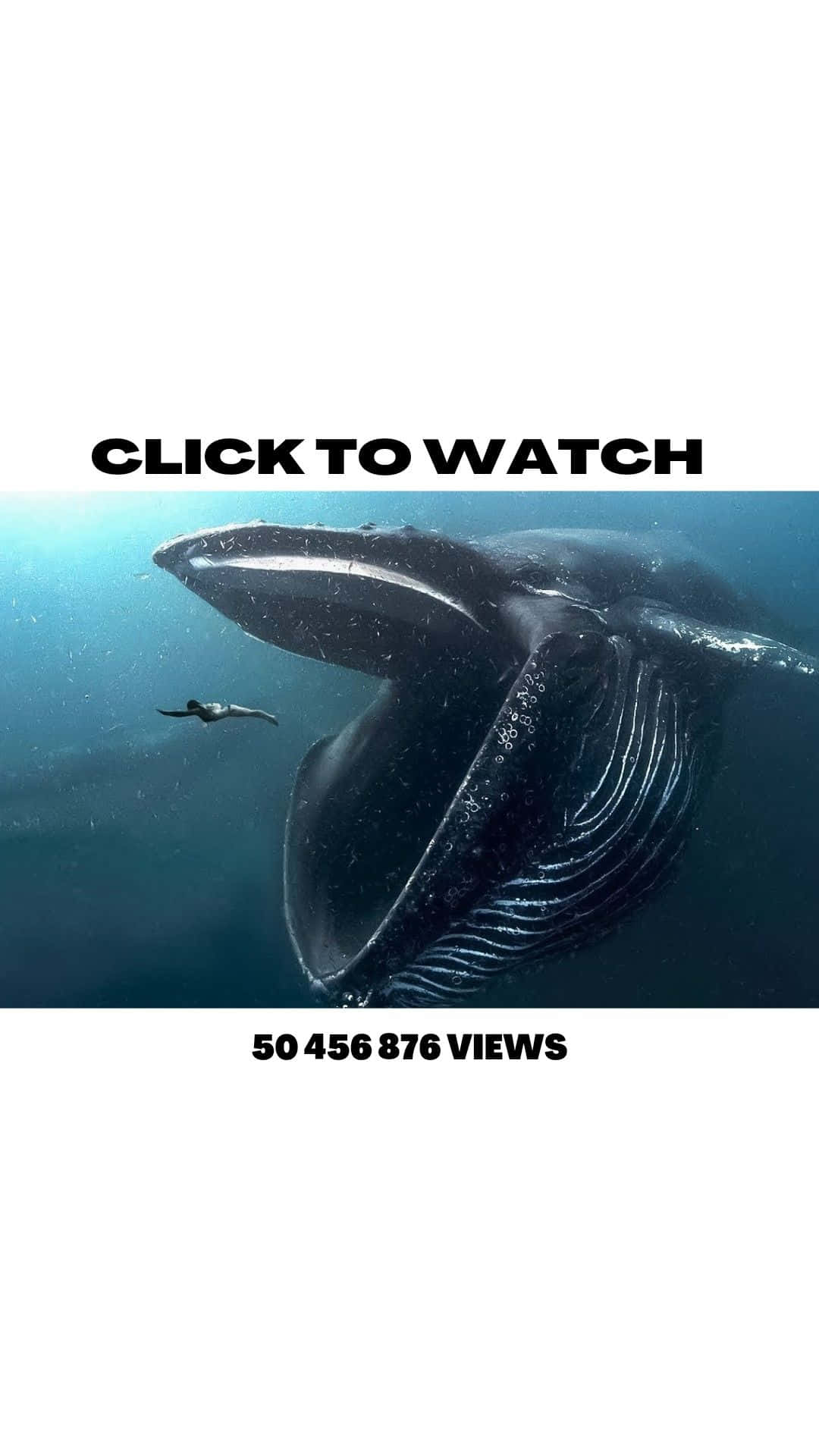 Sperm Whale 桌布 壁紙 — 一名潛水員在深藍色海洋中游近一條巨大的座頭鯨，牠正張開嘴巴在水下。