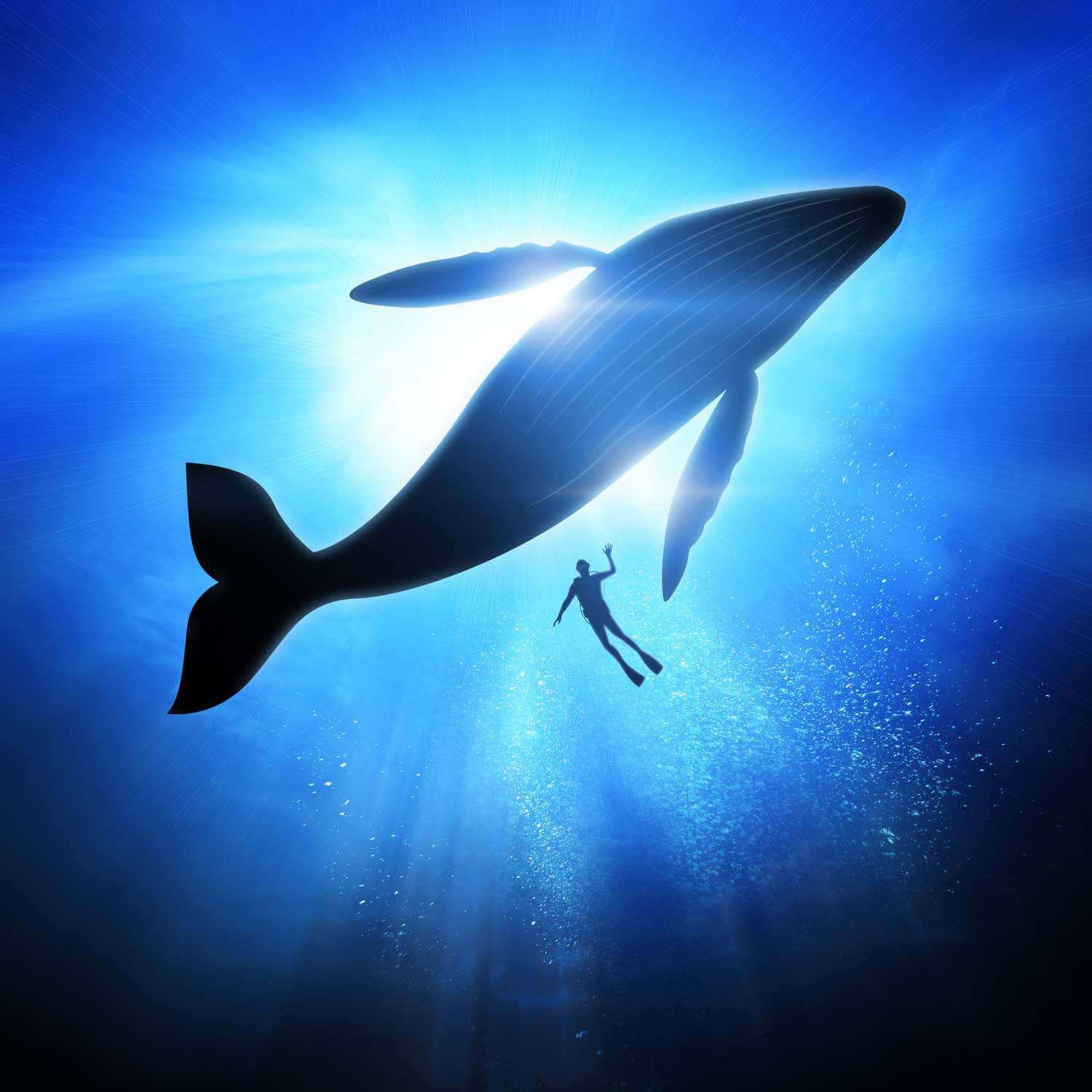 鯨魚 桌布 壁紙 — 一名潛水員在燦爛的藍色海水中形成剪影，在一條巨大的鯨魚下方游動，鯨魚正滑向陽光照耀的水面。