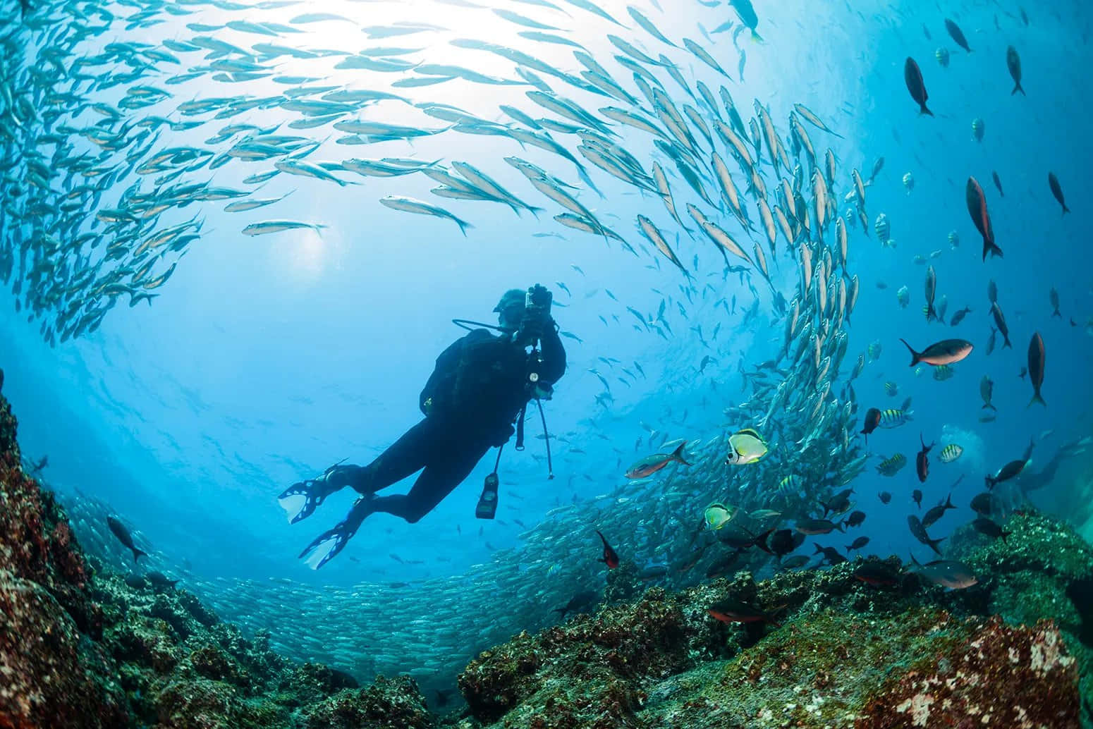 diving 桌布 壁紙 — 一名潛水員捕捉到在藍色陽光沐浴下的 vibrant 珊瑚礁上方旋轉的魚群。