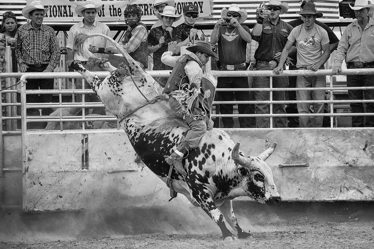 Bull Rider 桌布 壁紙 — 一名牛仔在牛仔競技場內絕望地緊抓著一頭正在猛跳的花斑公牛，觀眾在圍欄後觀看。