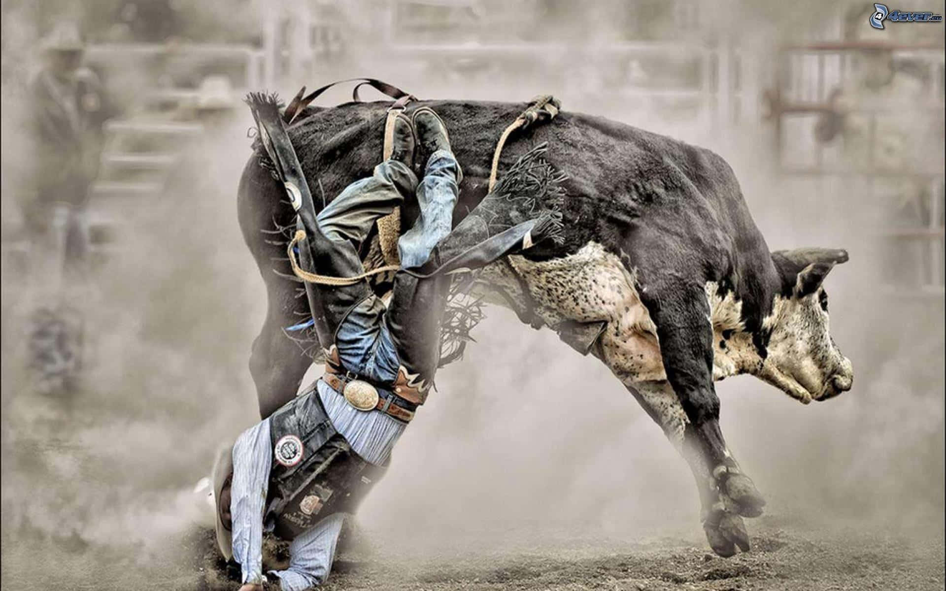 Bull Rider 桌布 壁紙 — 一名牛仔競技騎手拼命抓住一頭猛烈甩動的黑白公牛，灰塵在混亂的競技場中旋轉。