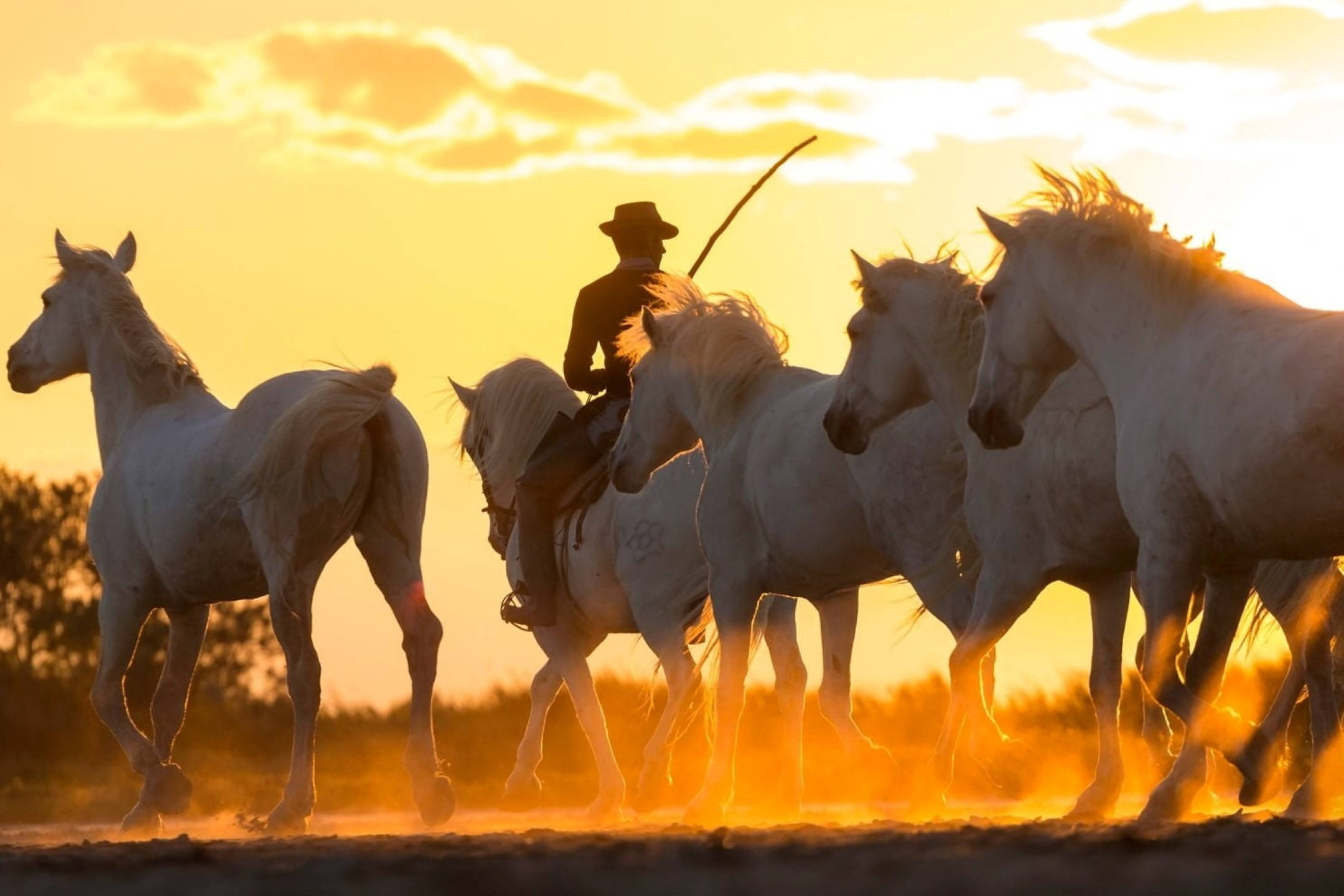 Cowboy 桌布 壁紙 — 一名牛仔騎著一匹白馬，一群馬在金色夕陽下奔馳過塵土飛揚的田野。