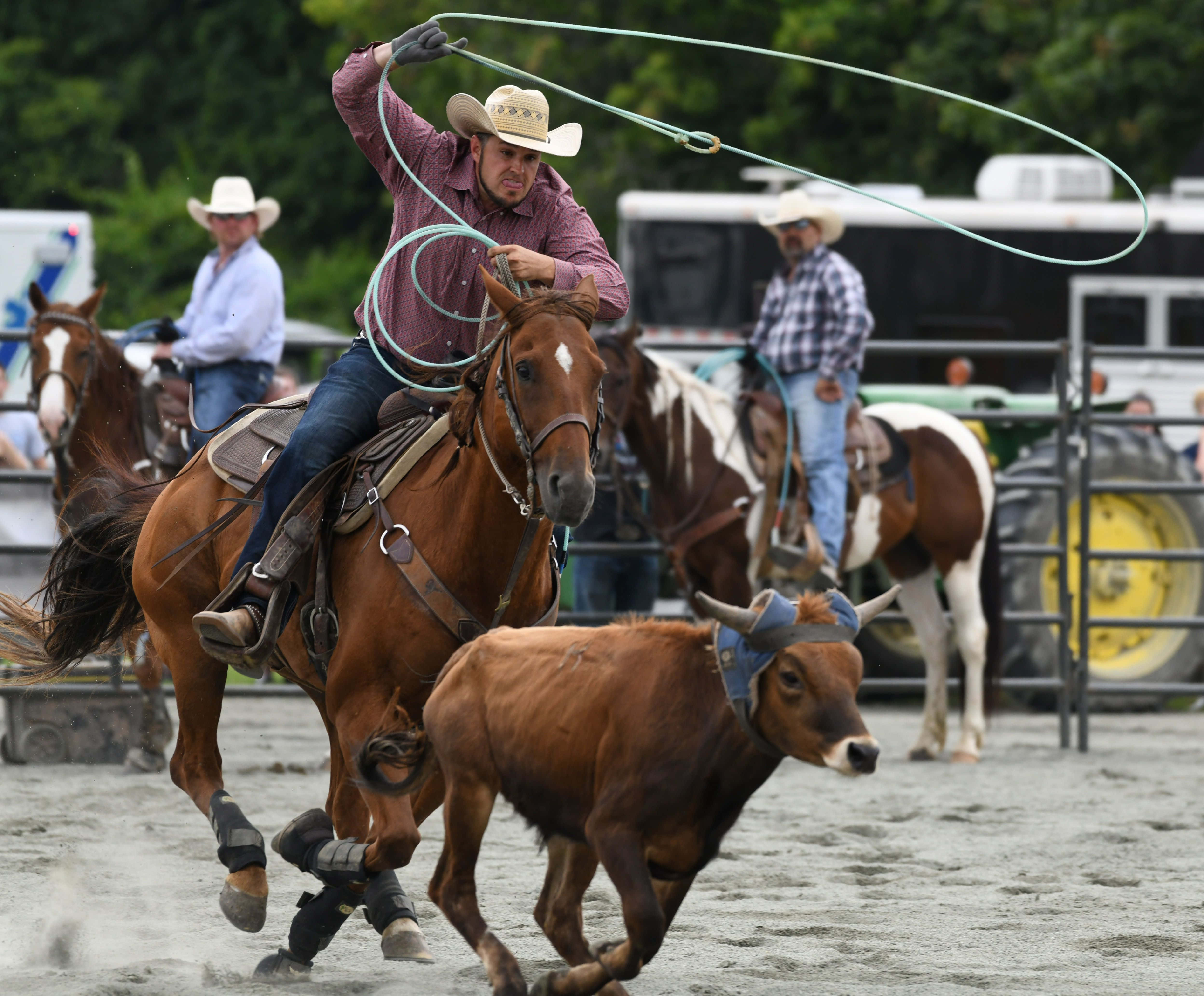 Team Roping 桌布 壁紙 — 一名牛仔騎著奔馳的馬，在塵土飛揚的牛仔競技場中向奔跑的小牛揮舞套索。