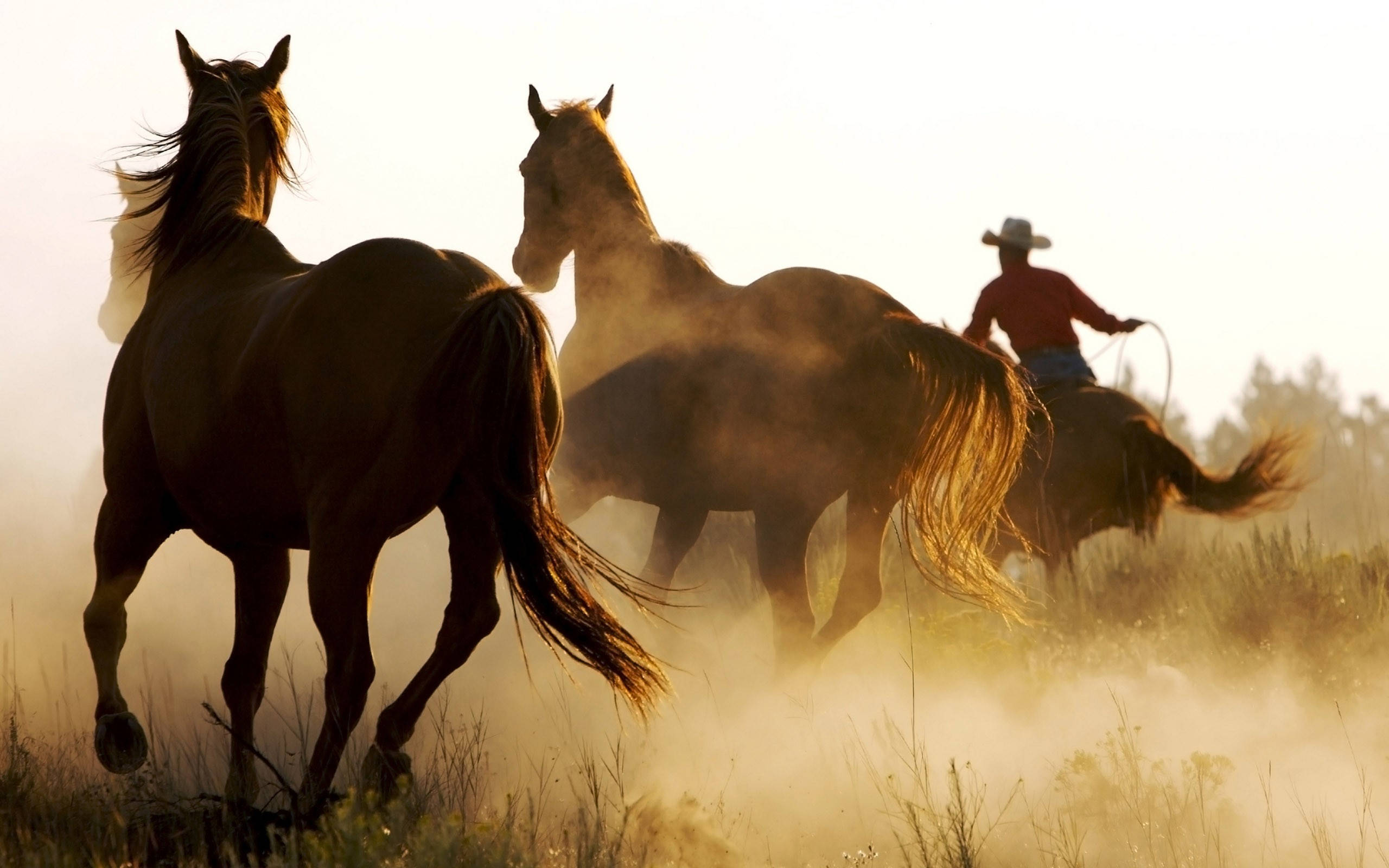 American Cowboy 桌布 壁紙 — 一名牛仔騎著馬在金色日出下疾馳過塵土飛揚的田野，另外兩匹馬揚起灰塵。