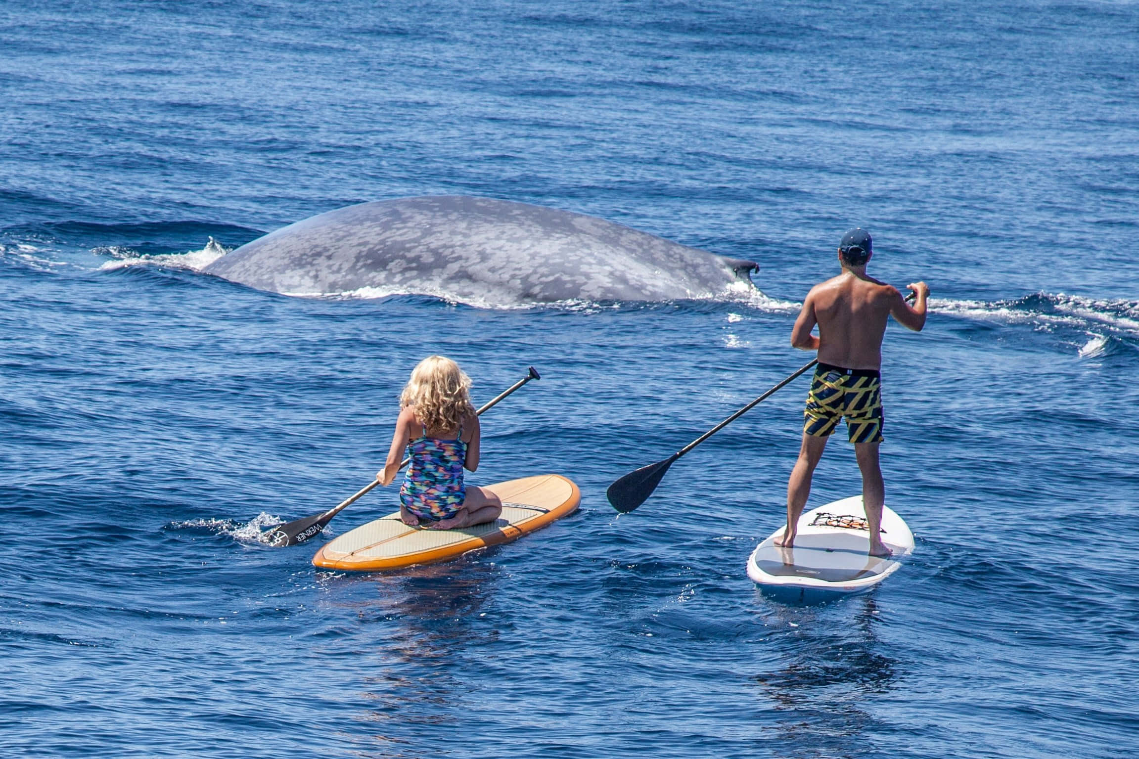 Paddleboarding 桌布 壁紙 — 一名男子和一個小孩在平靜的藍色海洋上划槳板，附近有一條巨大的灰鯨浮出水面。