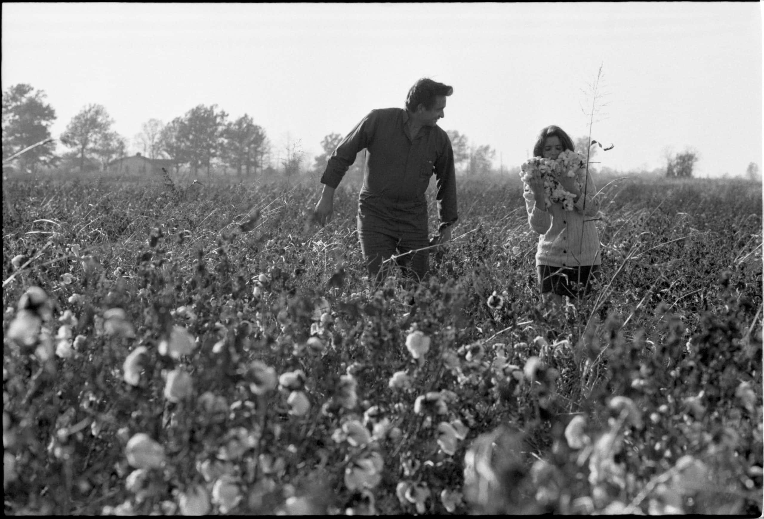 Cotton Field 桌布 壁紙 — 一名男子和一名女子在棉花田中漫步，女子手持一束棉花蒴果，柔和日光下。