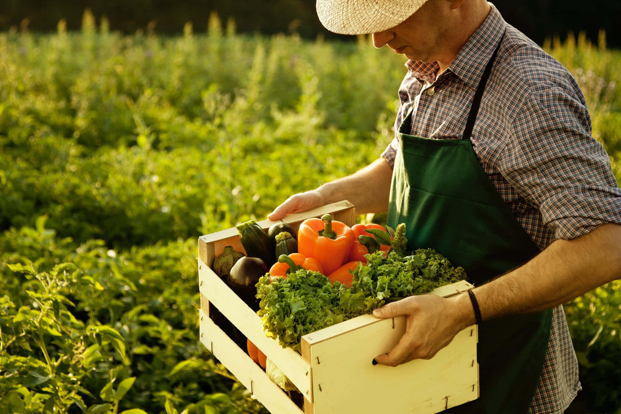一名男子在田裡捧著一箱蔬菜 壁紙