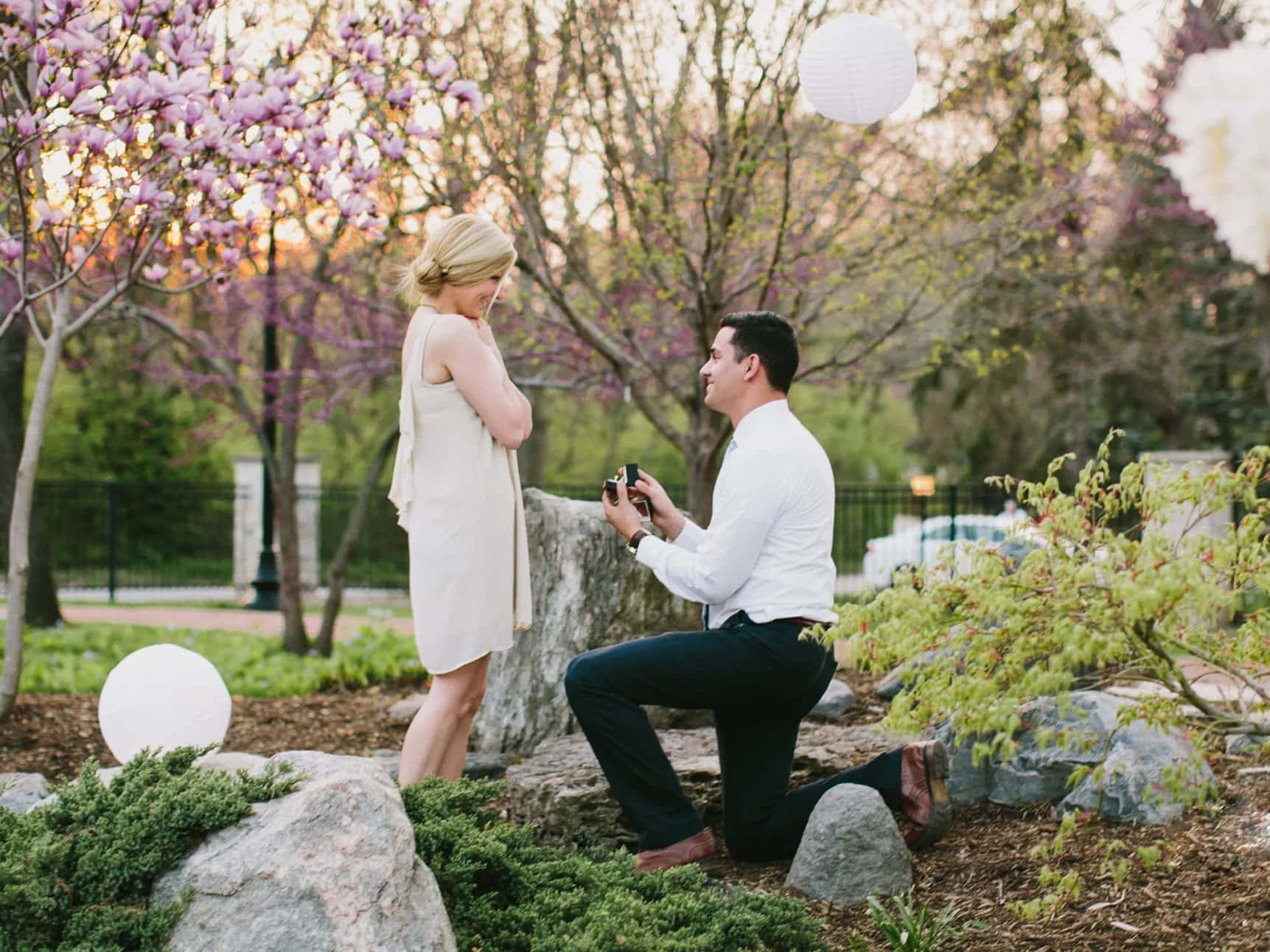 Proposal 桌布 壁紙 — 一名男子在粉紅木蘭樹下跪地求婚，柔和的紙燈籠在夕陽下閃耀。