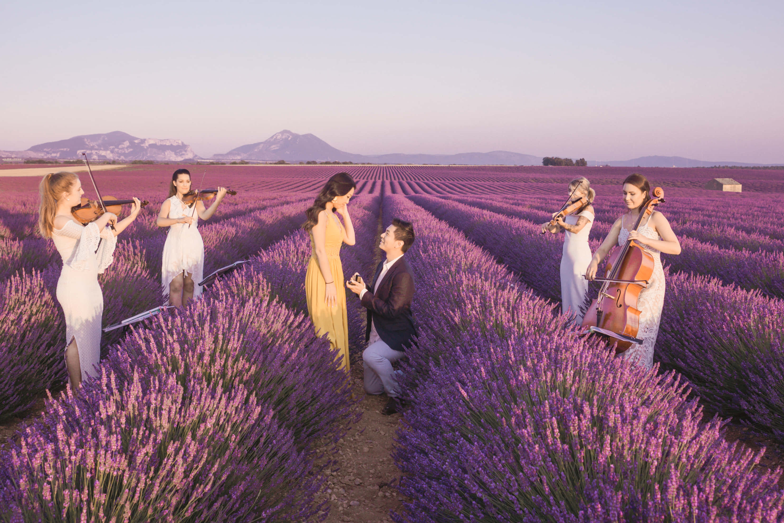 Lavender Field 桌布 壁紙 — 一名男子在薰衣草田中跪下向一名女子求婚，四名音樂家在日落時分圍繞他們演奏弦樂器。