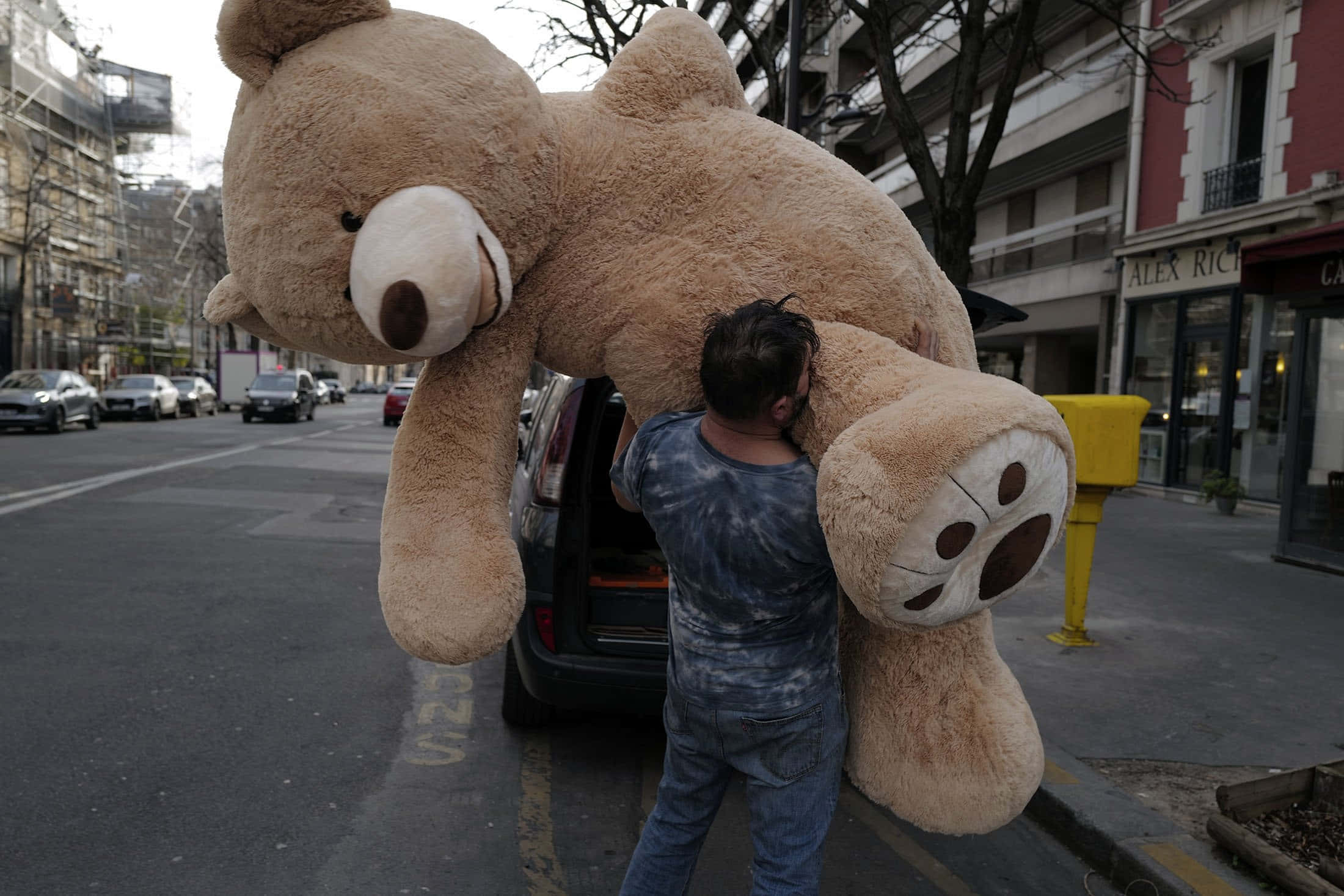 Teddy Bear 桌布 壁紙 — 一名男子在都市街道上，努力將一隻巨大的米色泰迪熊裝進汽車後車廂。