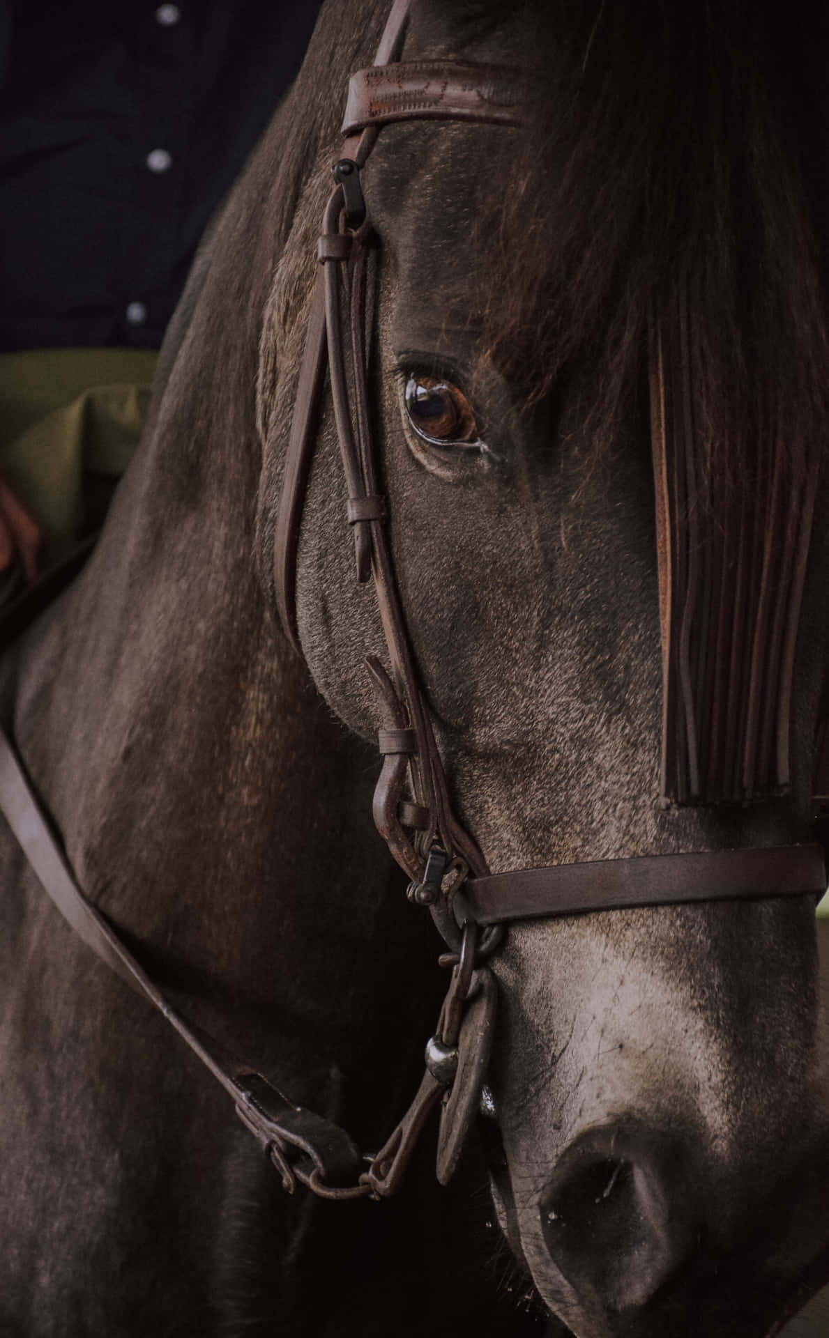美麗的馬 iPhone