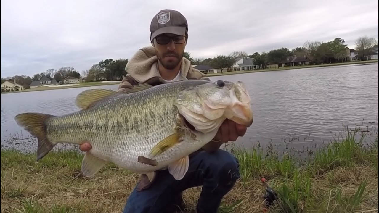 Largemouth Bass 桌布 壁紙 — 一名男子跪在湖邊，自豪地抱著他剛釣到的一條巨大大口鱸魚。