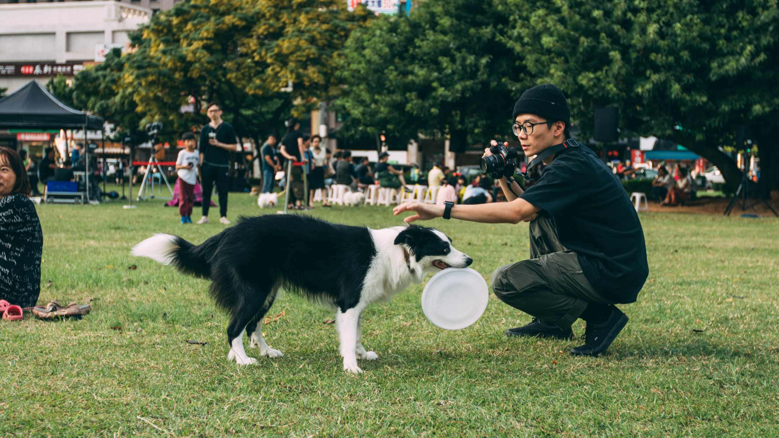 運動 桌布 壁紙 — 一名男子蹲在草地公園，手持飛盤，一隻黑白邊境牧羊犬熱切地在空中接住它。
