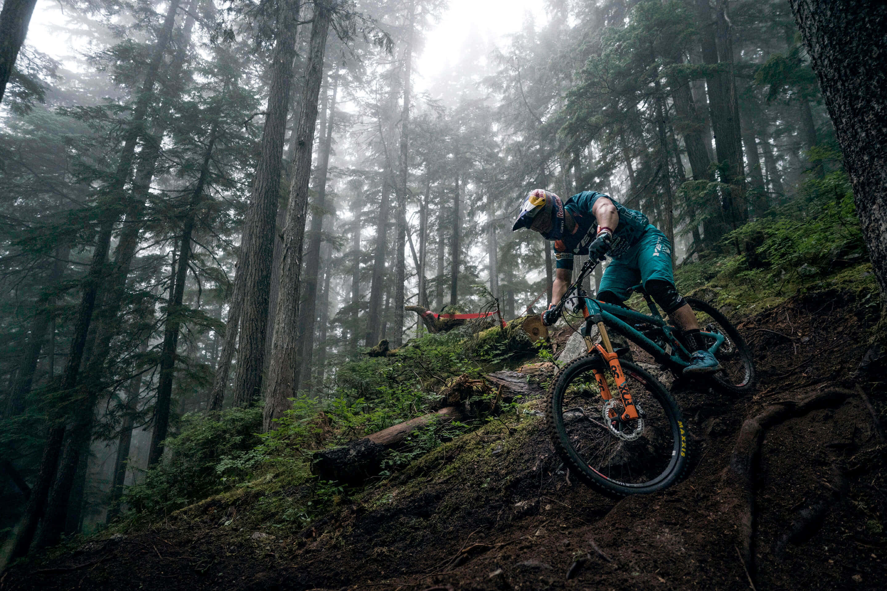 腳踏車 桌布 壁紙 — 一名登山自行車手在霧氣瀰漫的森林小徑上，被高聳的常青樹環繞，傾身進入一個急彎。