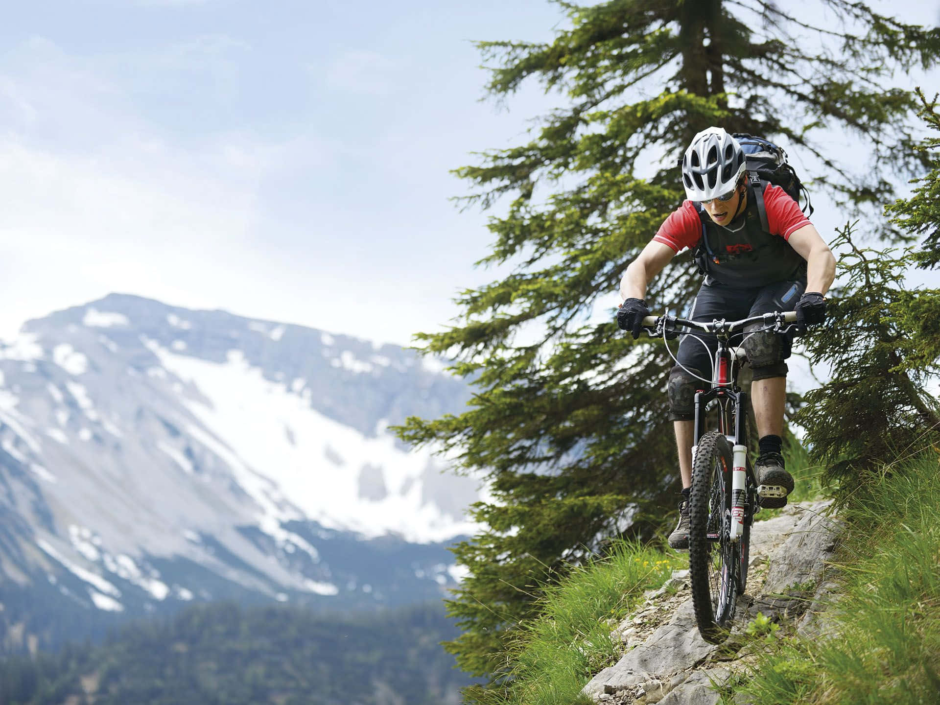 Mtb 桌布 壁紙 — 一名登山車騎士在岩石小徑上行駛，旁邊是常綠樹，背景是白雪覆蓋的山峰。