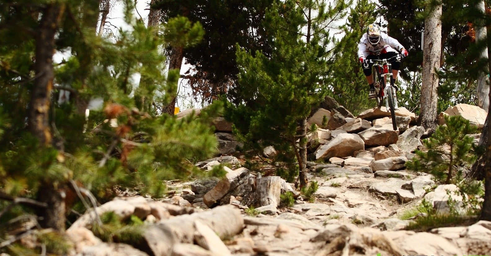 Mtb 桌布 壁紙 — 一名登山車騎士在茂密松樹林中的崎嶇岩石小徑上行駛，置身於森林覆蓋的山區環境。