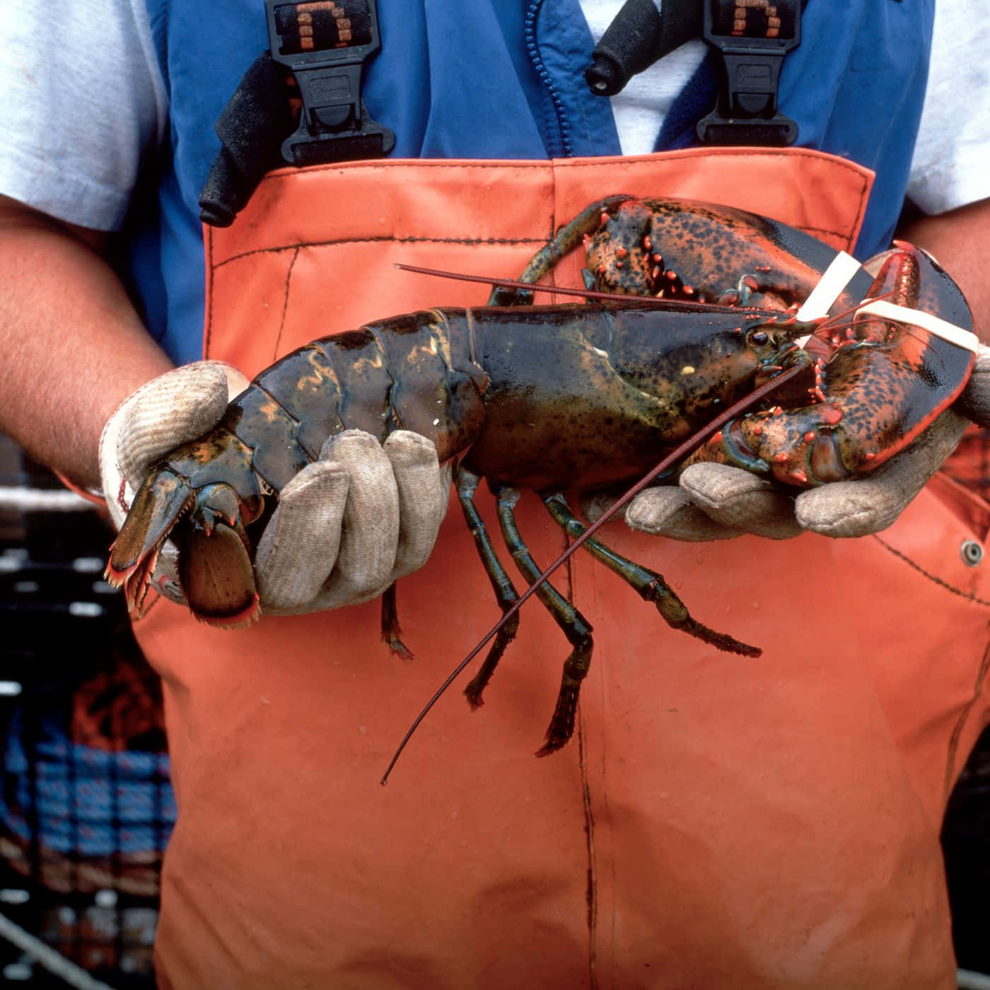 Lobster 桌布 壁紙 — 一名穿著橙色連身工作服的漁夫，戴著手套手持一隻大的活龍蝦，背景是模糊的漁船。