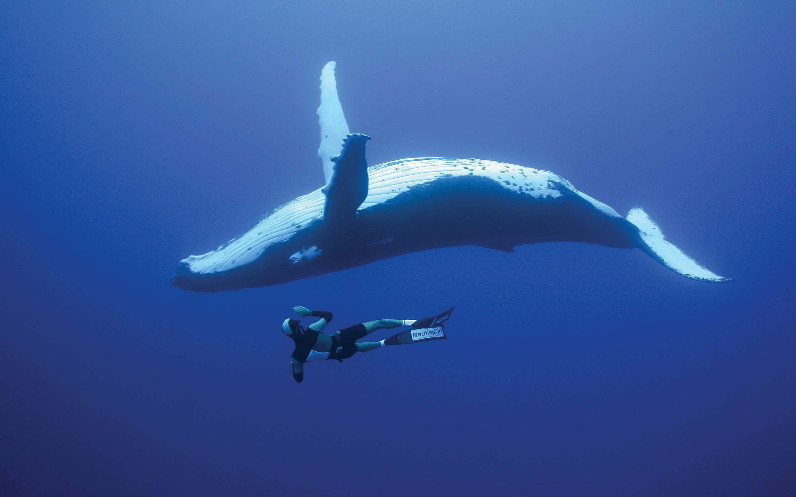 blue whale 桌布 壁紙 — 一名穿著潛水衣的潛水員在深藍色海洋中，於一頭巨大的座頭鯨下方平靜地游動。