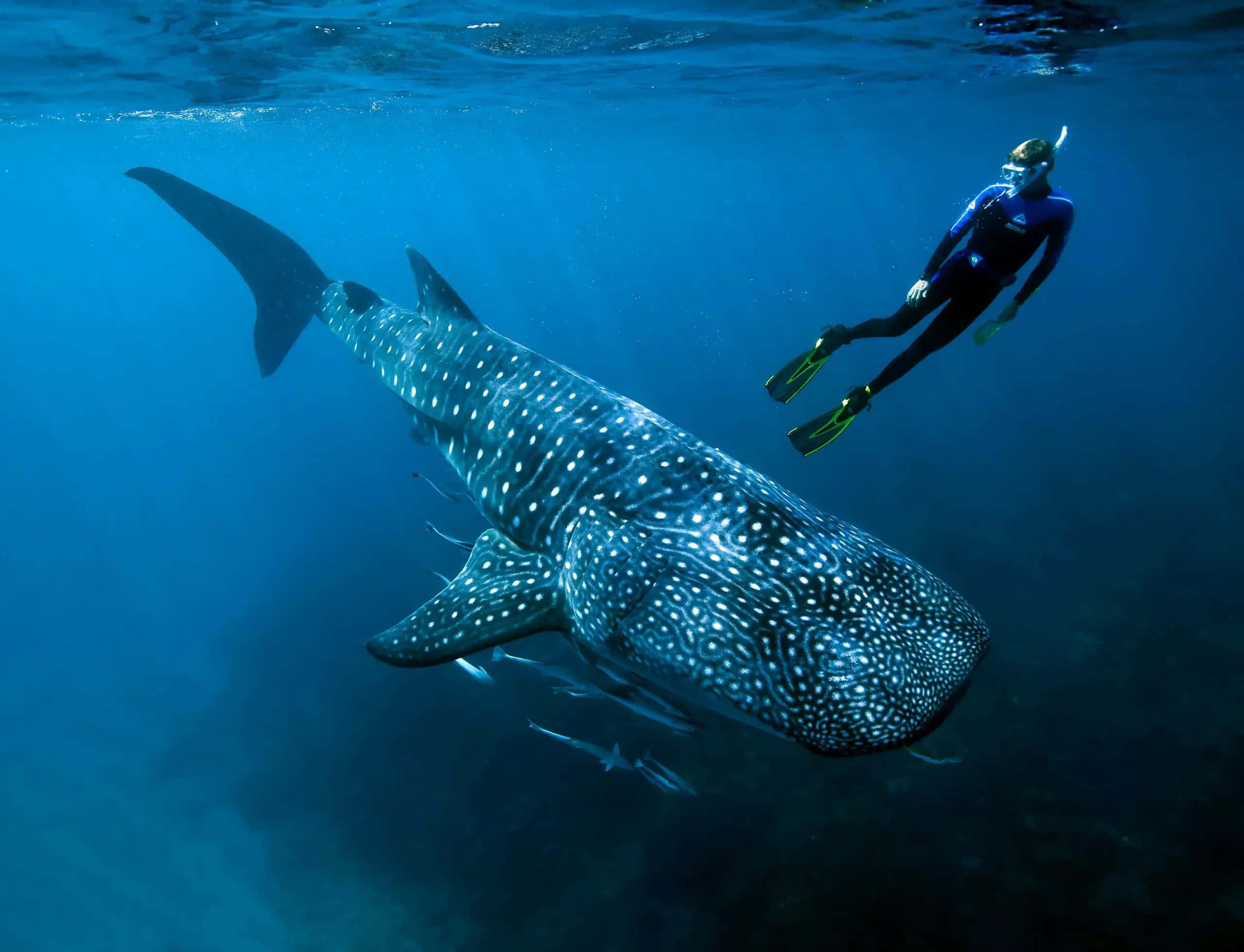 Whale Shark 桌布 壁紙 — 一名穿著潛水衣的潛水員在清澈的藍色海水中，在一條巨大的鯨鯊旁邊滑行。