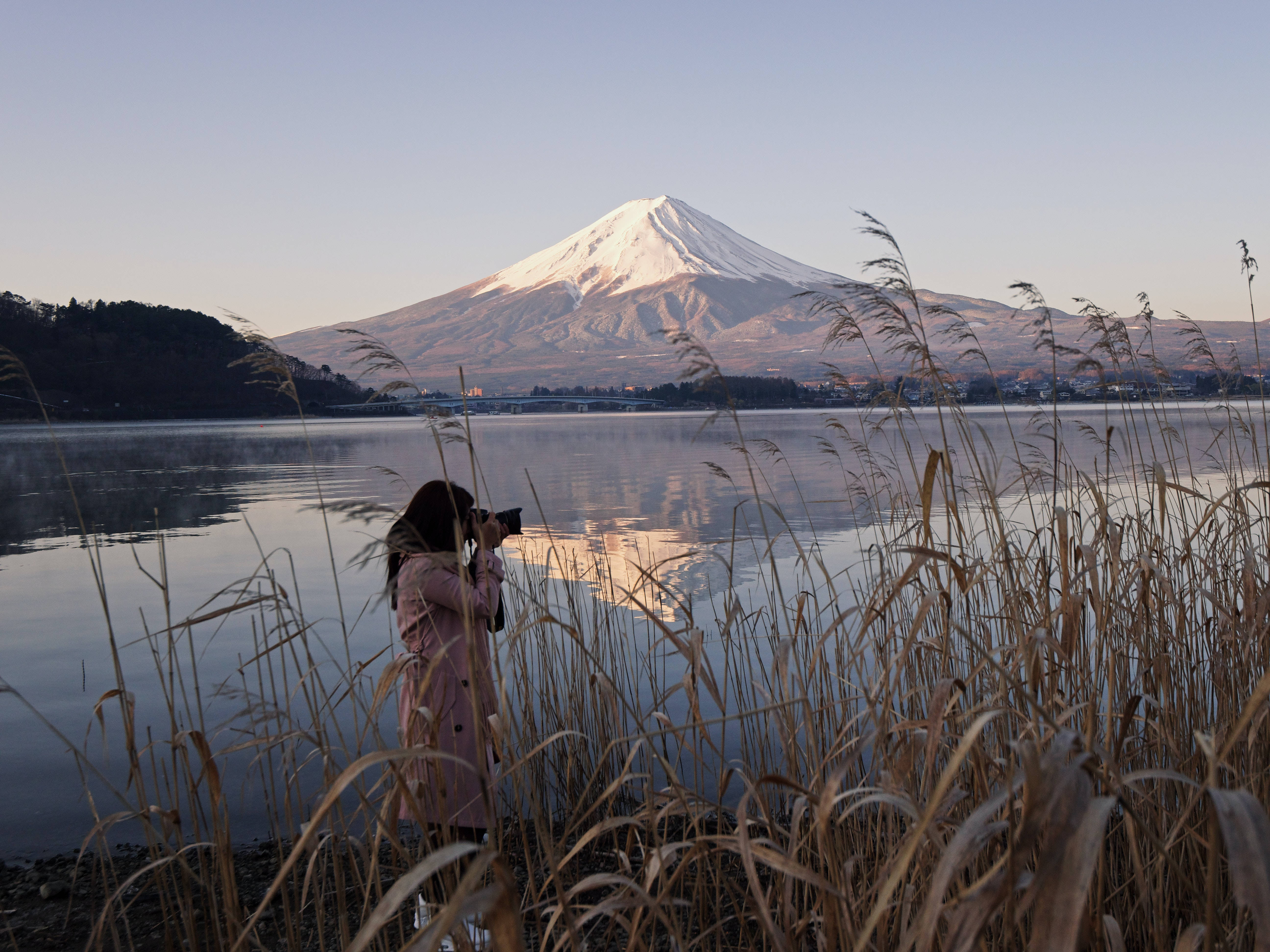 富士山 桌布 壁紙 — 一名穿著粉紅色外套的人正在拍攝日出時高蘆葦環繞的平靜水面中倒映的積雪富士山。