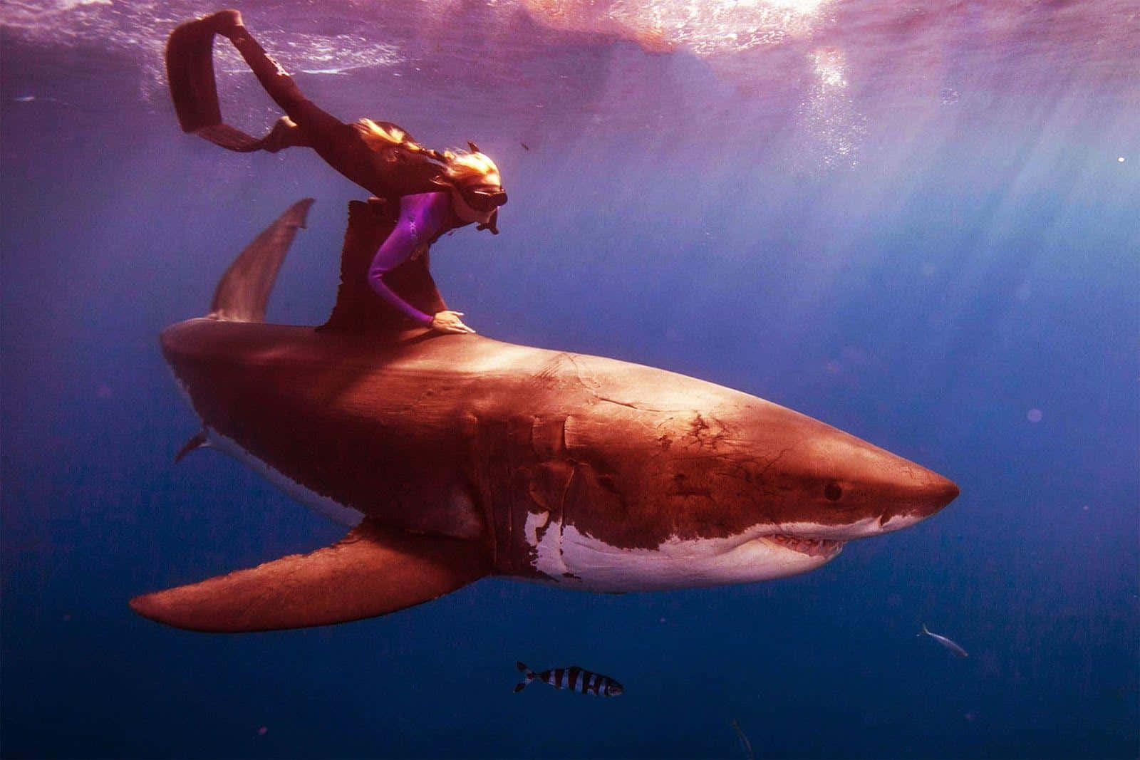 Scary Shark 桌布 壁紙 — 一名穿著紫色裝備的自由潛水員騎在一條巨大的大白鯊上，身處深藍色的海洋中。