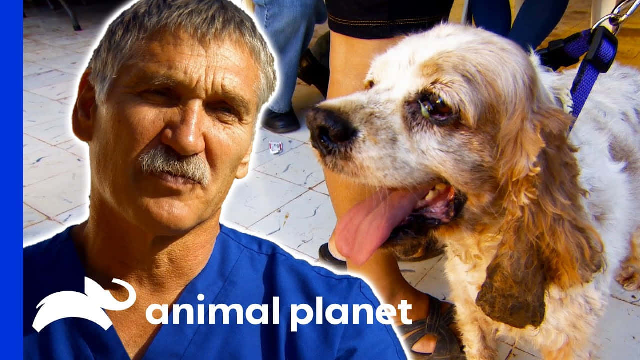 動物星球 桌布 壁紙 — 一名穿著藍色手術衣的男子在瓷磚地上看著鏡頭，旁邊有一隻喘氣的曲架犬（Cocker Spaniel）繫著狗帶。