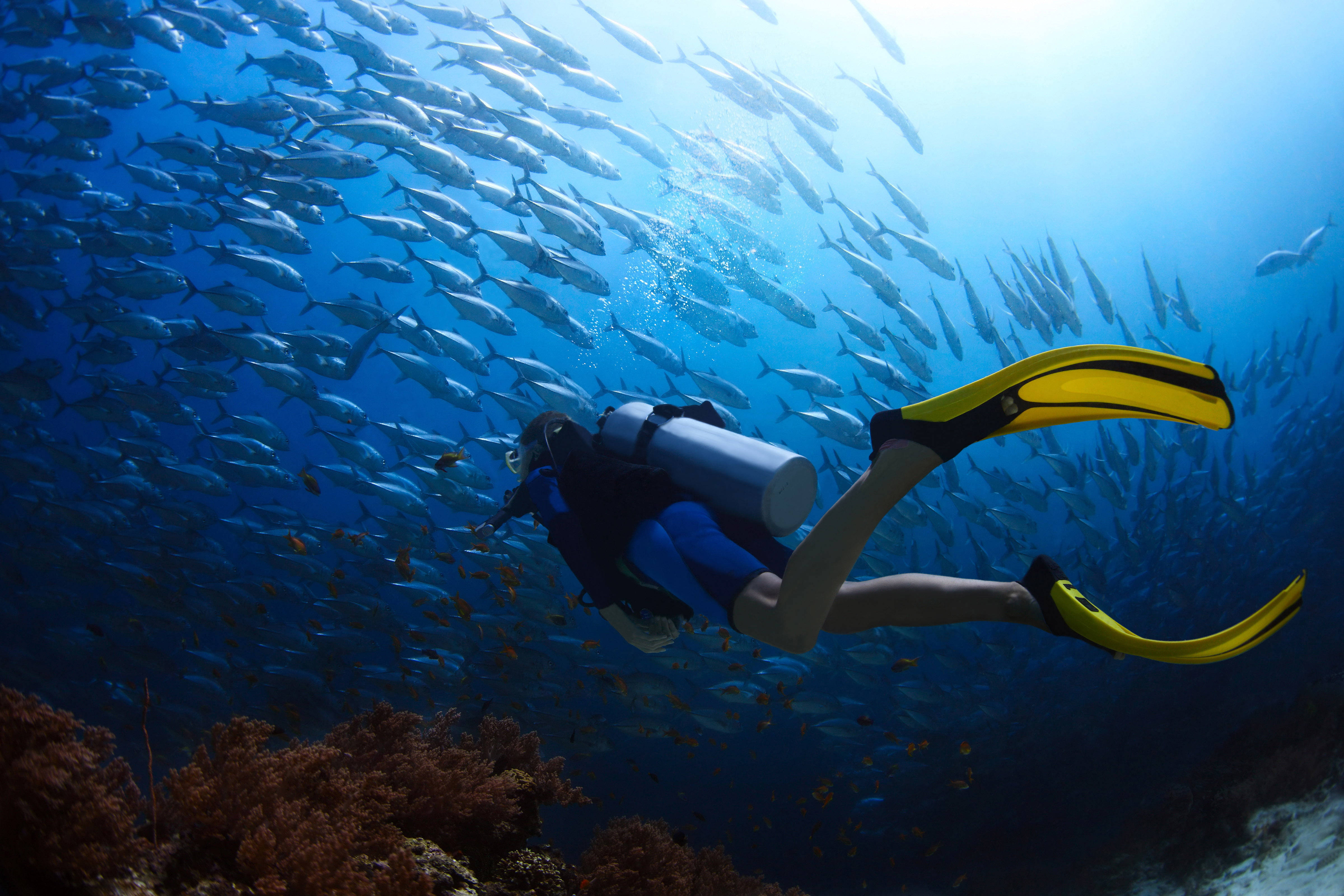 diving 桌布 壁紙 — 一名穿著黃色腳蹼的水肺潛水員在明亮的藍色海水下，優雅地游過珊瑚礁上方密集的銀色魚群。