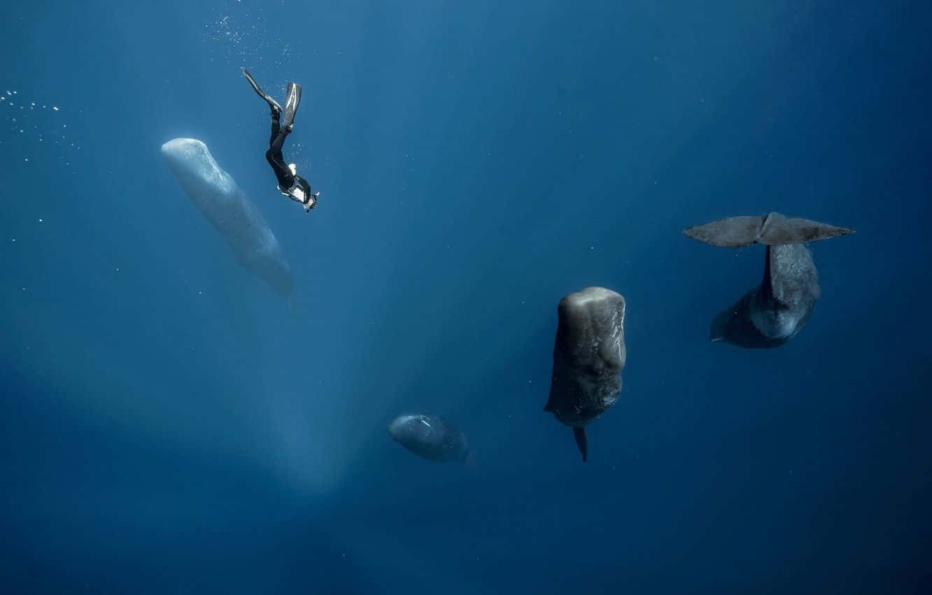 Sperm Whale 桌布 壁紙 — 一名穿著黑色裝備的潛水員在深藍色海洋中與幾條巨大的抹香鯨一起滑行。