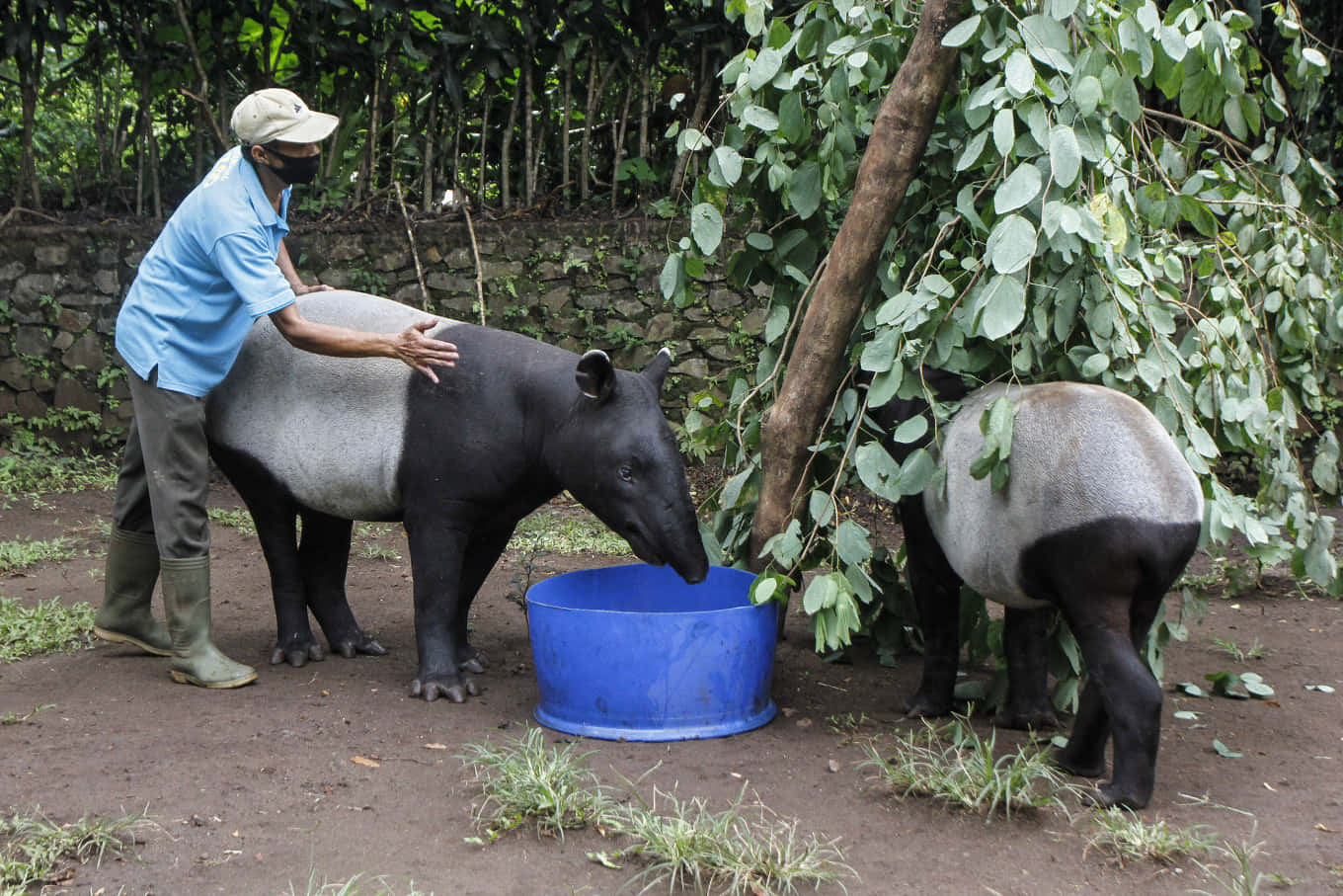 animals 桌布 壁紙 — 一名管理員輕撫著正在藍色水盆喝水的貘，另一隻貘則在附近翠綠的圍欄內吃草。