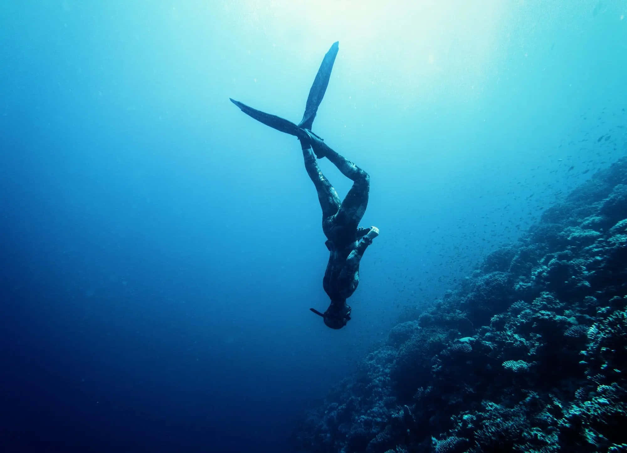 diving 桌布 壁紙 — 一名自由潛水員的剪影在陽光照射的藍色海水中，優雅地降落在充滿活力的珊瑚礁旁。