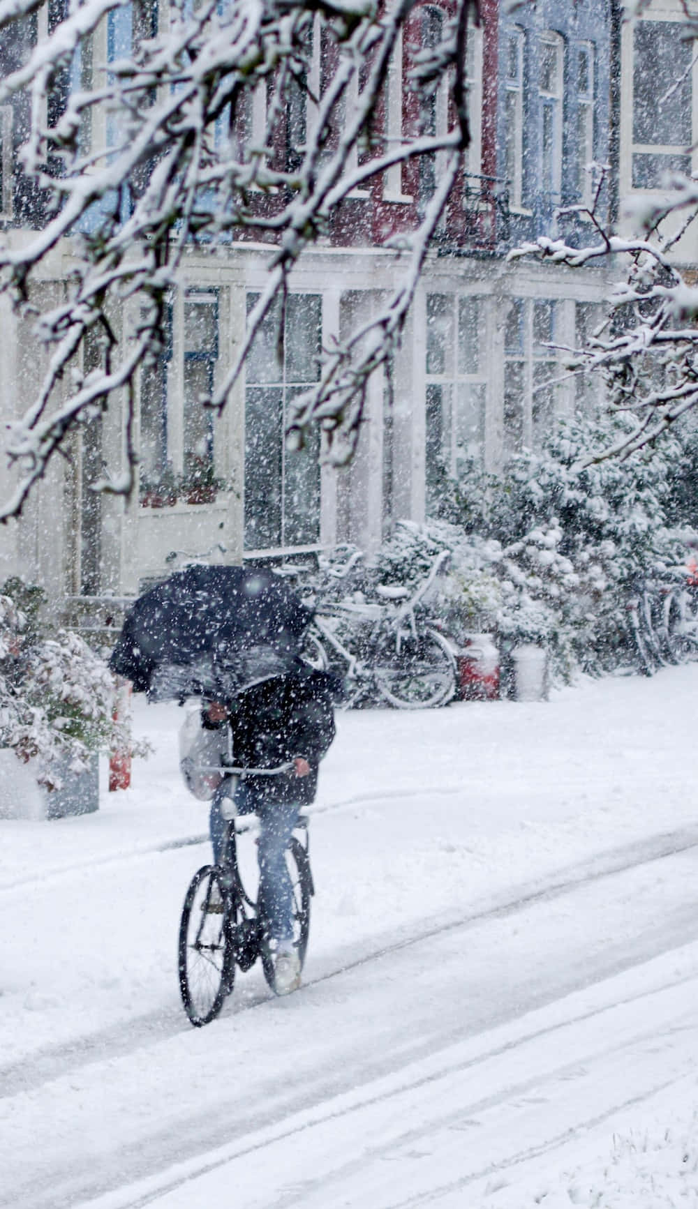 雪 桌布 壁紙 — 一名自行車騎士在積雪覆蓋的房屋和樹木林立的寧靜街道上，於大雪中踩踏前行。