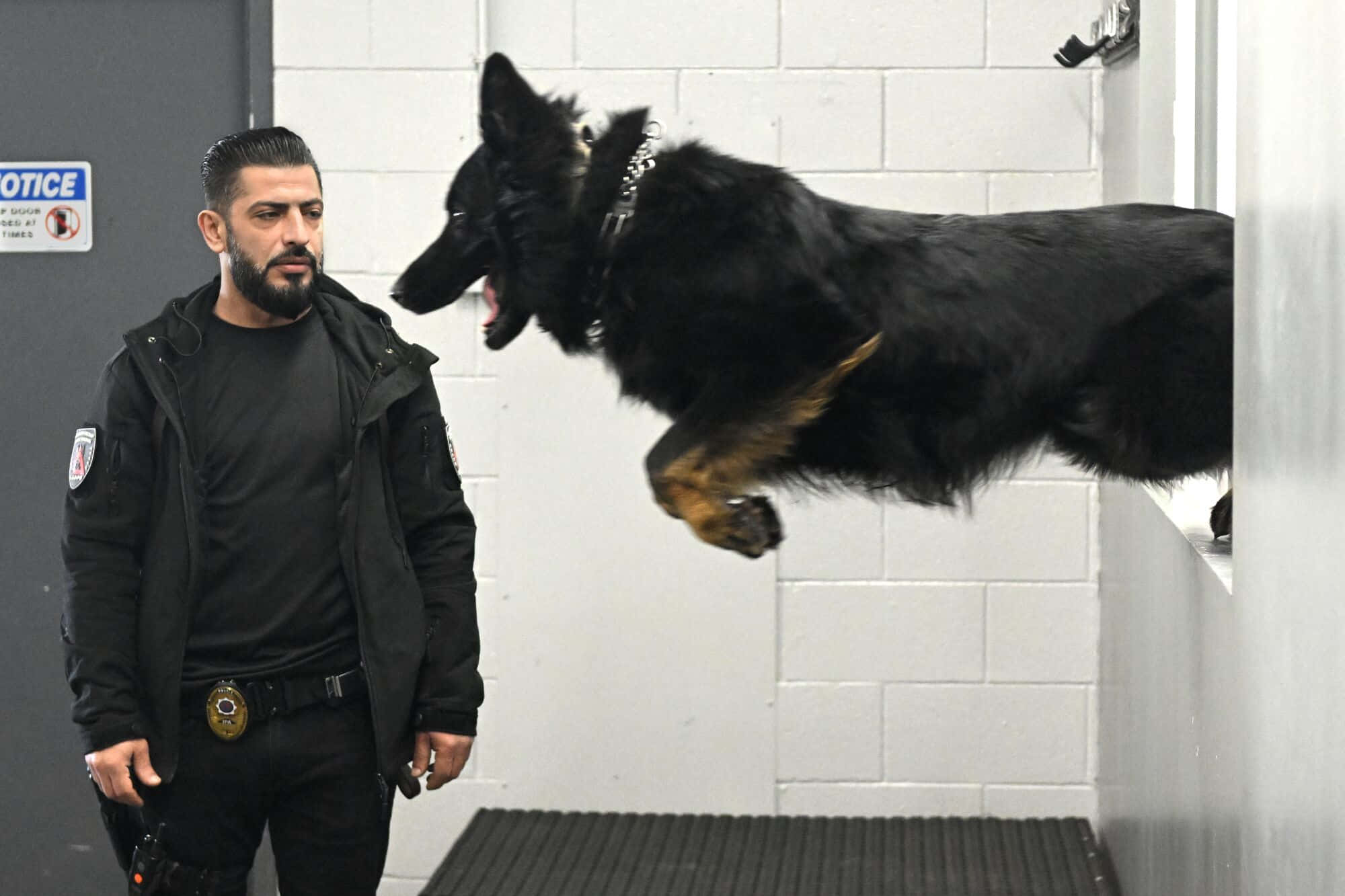 Dogs 桌布 壁紙 — 一名警察冷靜地站著，一隻黑褐色的警犬在訓練設施中向他飛撲過來。