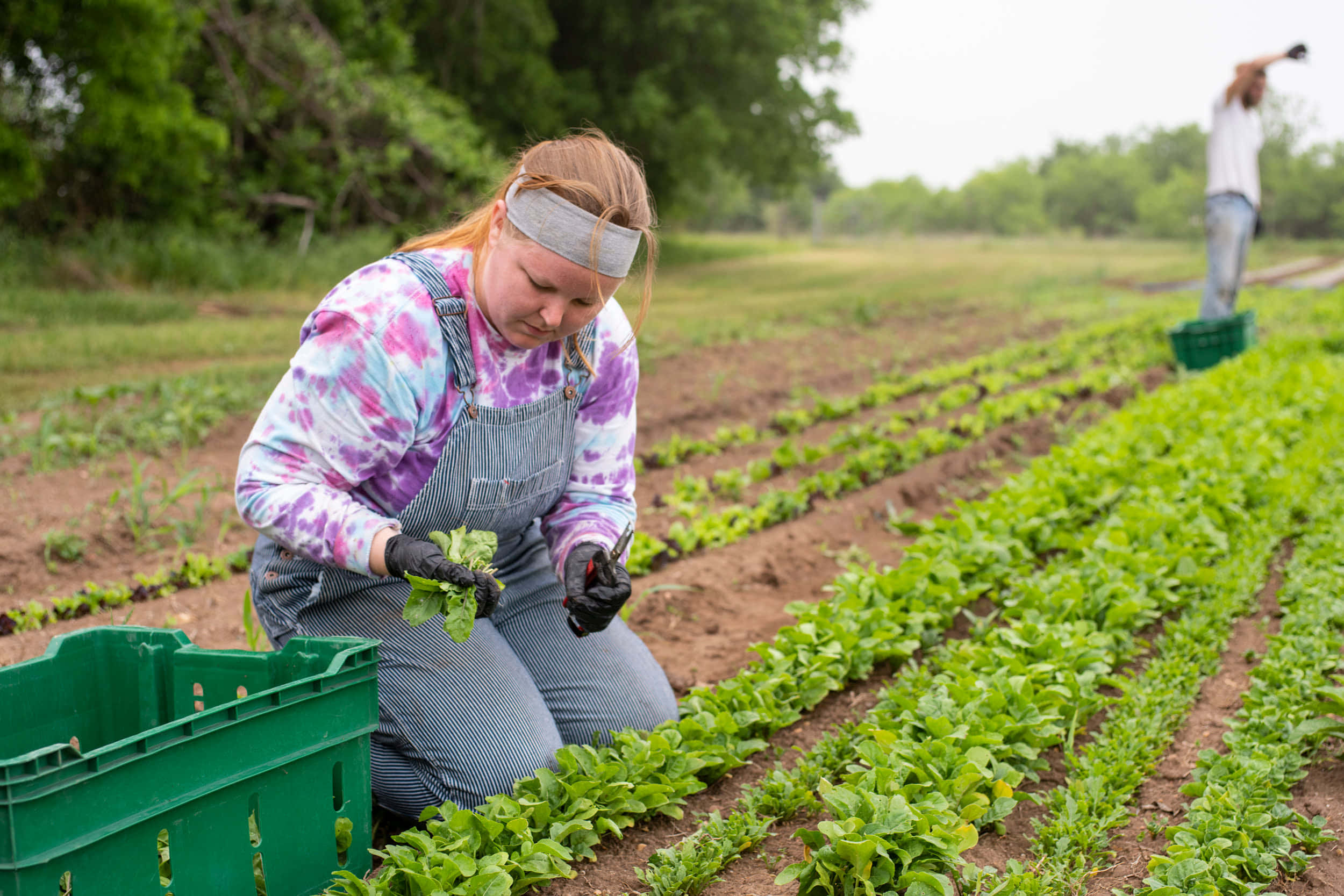 Farmer 桌布 壁紙 — 一名身穿吊帶褲和手套的女性，在陰天之下從茂密綠色田野的整齊行列中收割綠葉蔬菜。