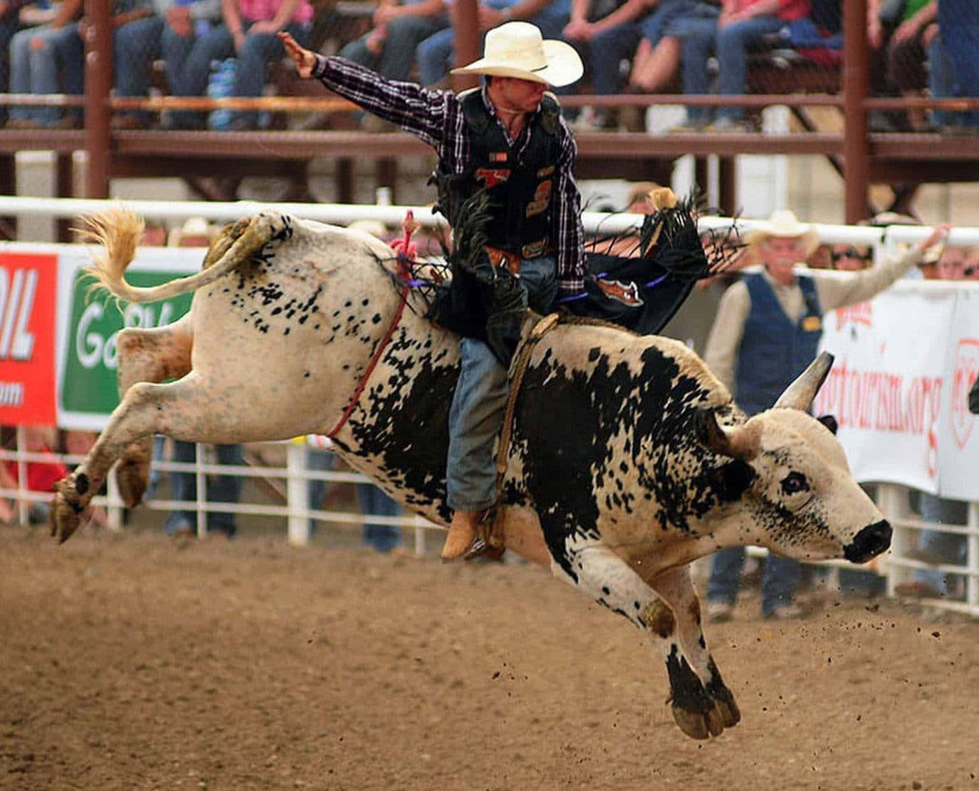 Bull Riding 桌布 壁紙 — 一名身穿格紋襯衫和牛仔帽的牛仔，在牛仔競技活動中緊抓著一頭黑白相間、正在猛跳的公牛。