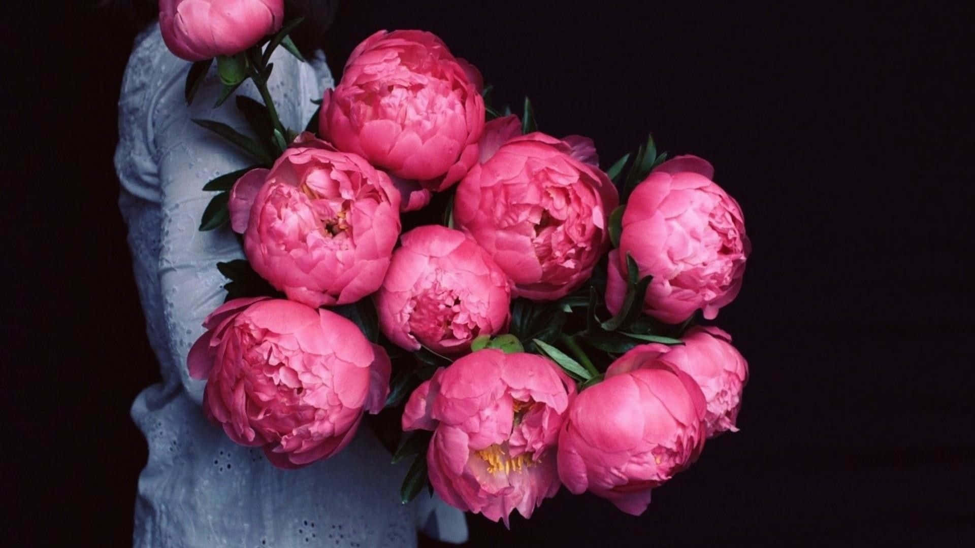 Peony 桌布 壁紙 — 一名身穿淺藍色襯衫的人，在純黑色背景下捧著一束鮮豔的粉紅色牡丹花。