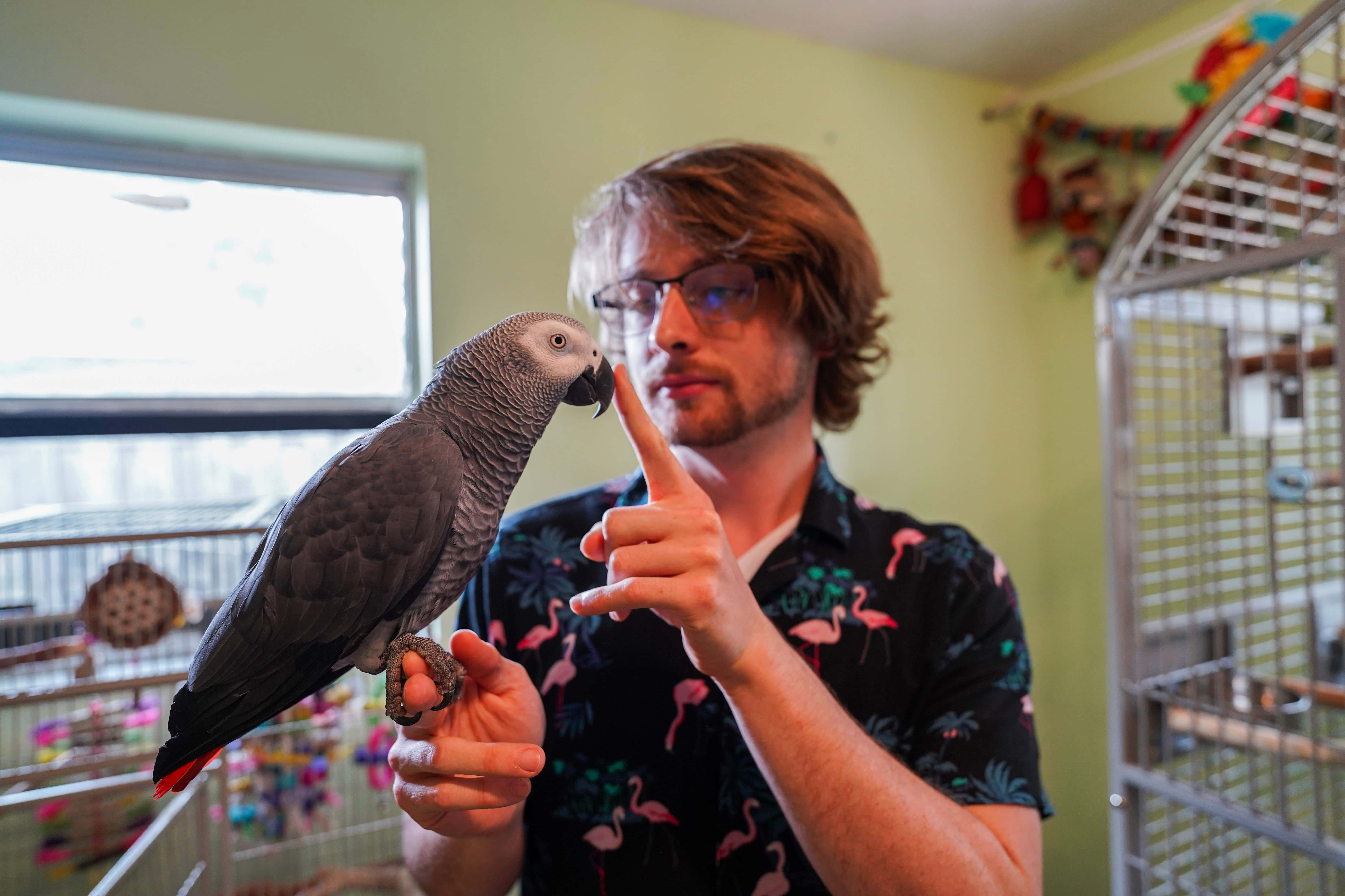 parrot 桌布 壁紙 — 一名身穿火鶴圖案襯衫的男子，在室內鳥籠附近，輕輕地與棲息在他手指上的非洲灰鸚鵡互動。