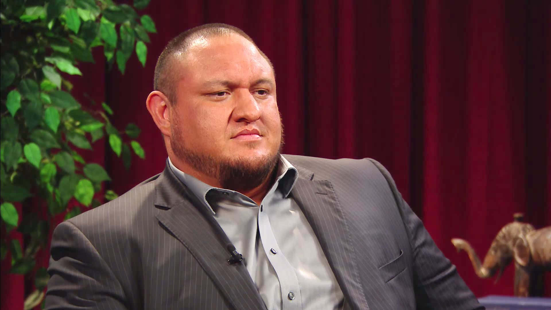 WWE 桌布 壁紙 — 一名身穿灰色細條紋西裝的男子，在紅色窗簾背景前沉思地坐著，附近有綠色樹葉和一尊大象雕像。
