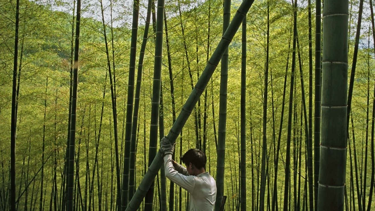720p Bamboo 桌布 壁紙 — 一名身穿白色襯衫的人，在明亮的日光下，於茂密的綠色竹林中抓住一根巨大的竹莖。